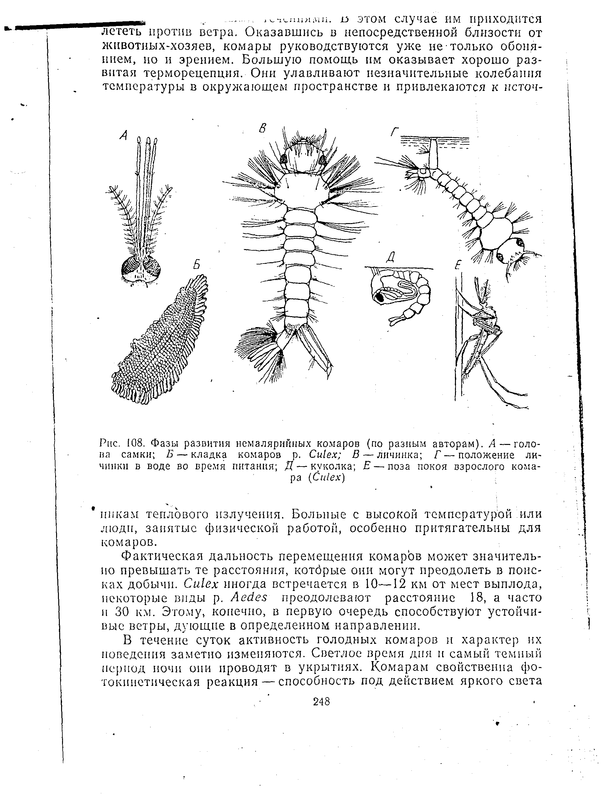 Рис. 108. Фазы развития немалярийных комаров (по разным авторам). А— голова самки Б — кладка комаров р. C В — личинка Г—положение личинки в воде во время питания Д — куколка Е — поза покоя взрослого комара (C )...