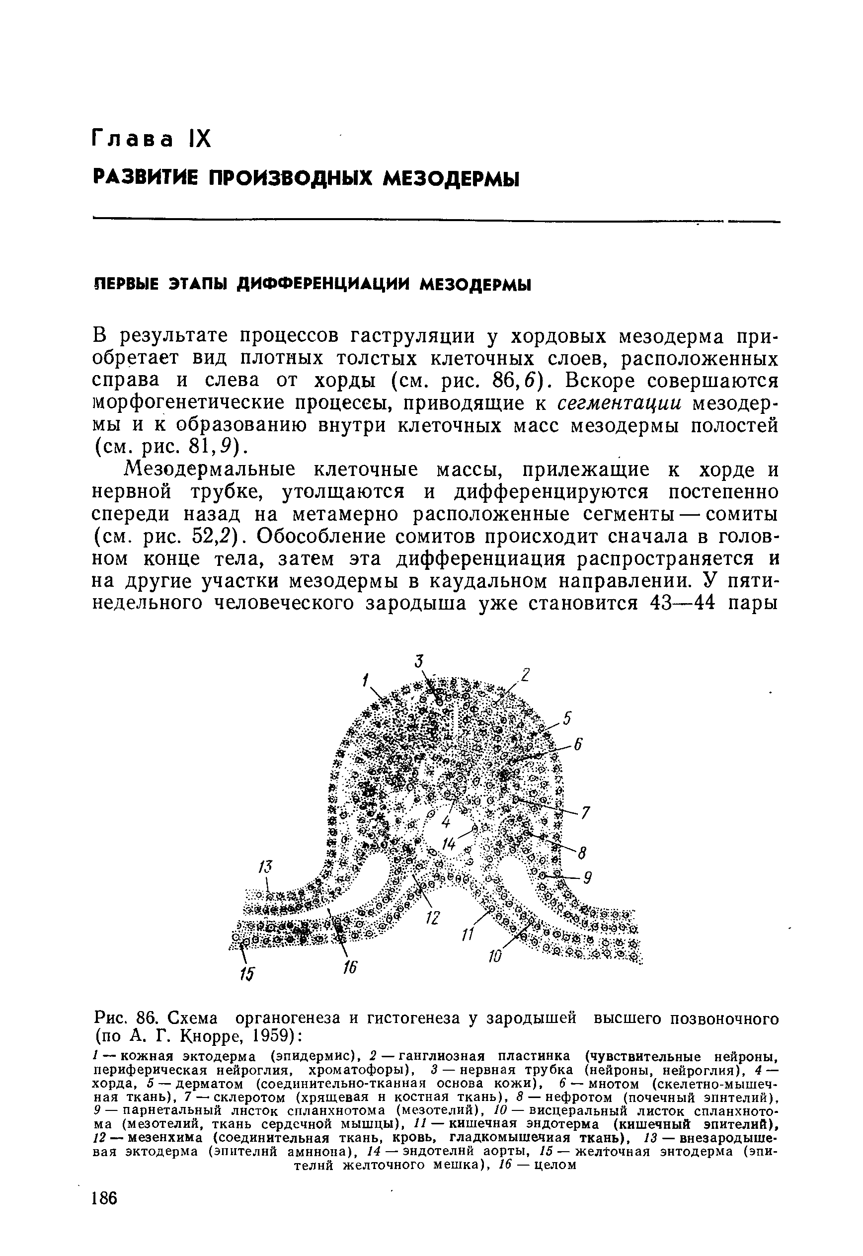 Рис. 86. Схема органогенеза и гистогенеза у зародышей высшего позвоночного (по А. Г. Кнорре, 1959) ...