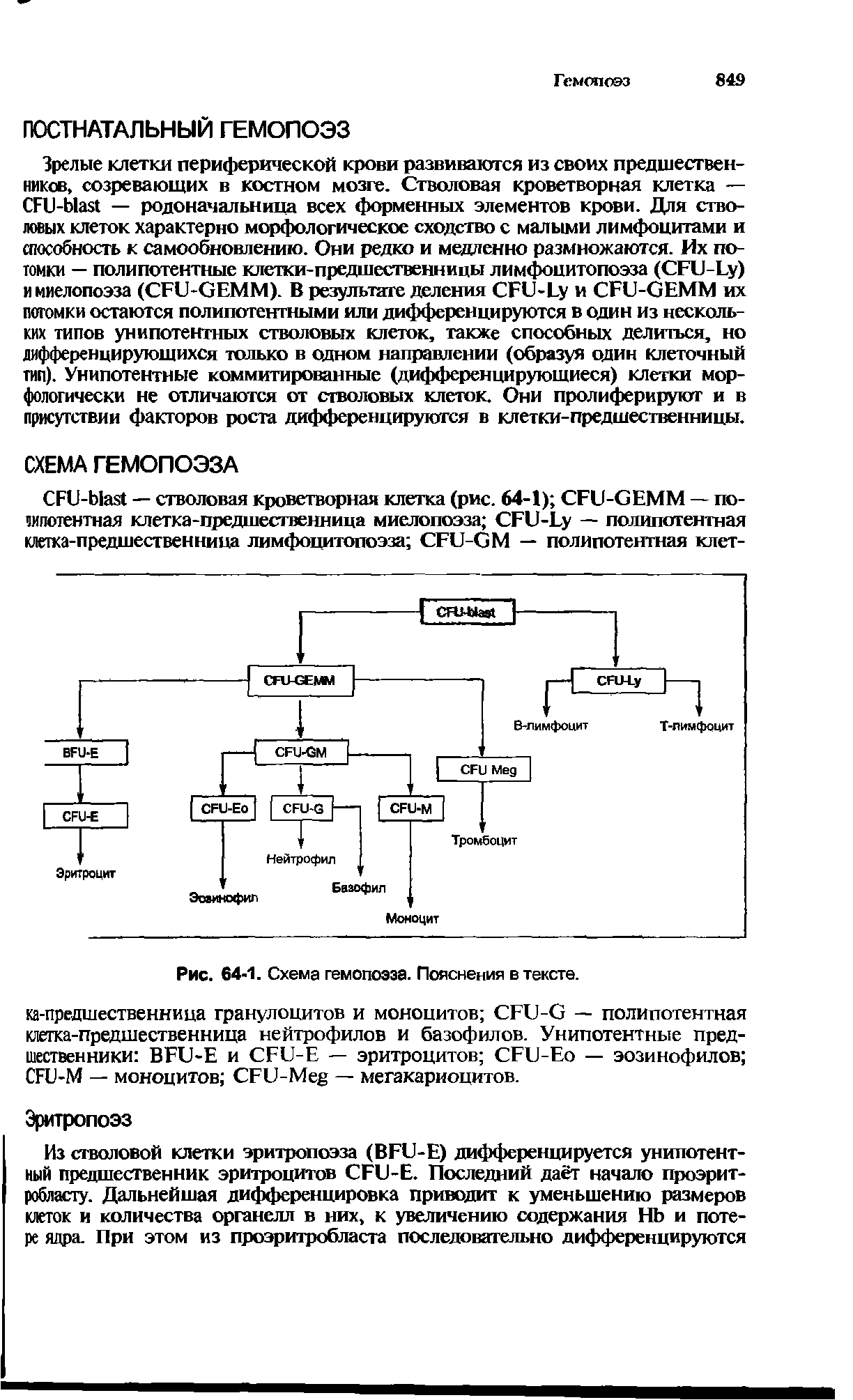 Рис. 64-1. Схема гемопоэза. Пояснения в тексте, ка-предшественница гранулоцитов и моноцитов СЕО-С — полипотентная клетка-предшественница нейтрофилов и базофилов. Унипотентные предшественники ВЕС-Е и Сри-Е — эритроцитов СРЕ -Ео — эозинофилов СЕЕ-М — моноцитов Сри-Мер — мегакариоцитов.