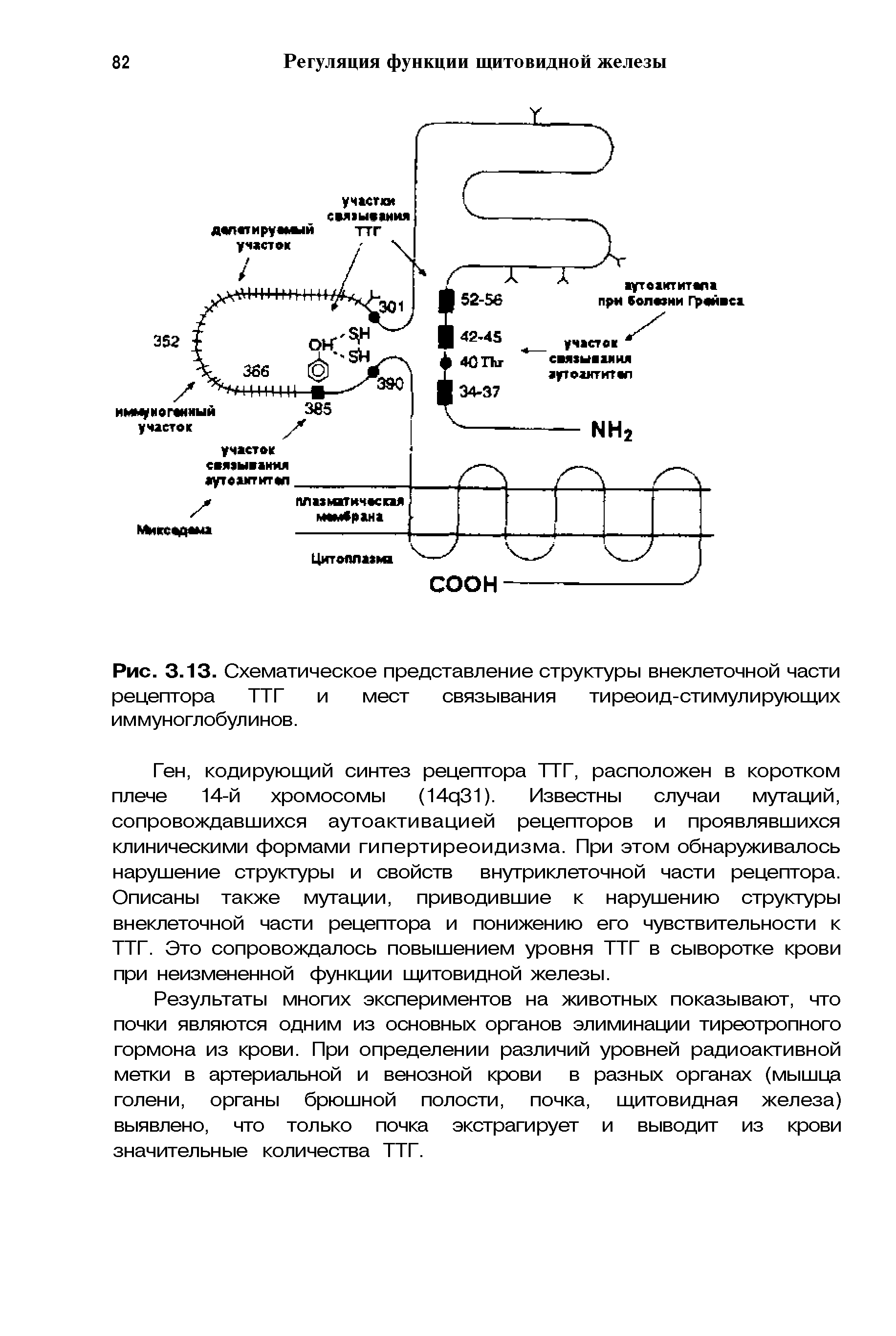 Рис. 3.13. Схематическое представление структуры внеклеточной части рецептора ТТГ и мест связывания тиреоид-стимулирующих иммуноглобулинов.