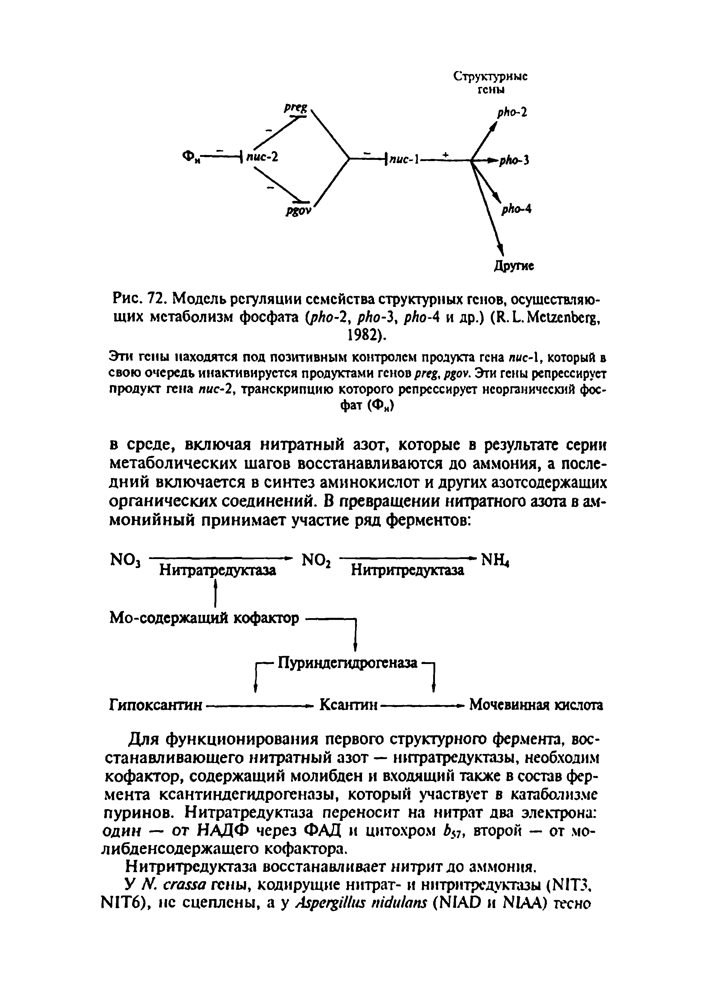 Рис. 72. Модель регуляции семейства структурных генов, осуществляющих метаболизм фосфата (рЛо-2, -3 -4 и др.) (R.L. M , 1982).