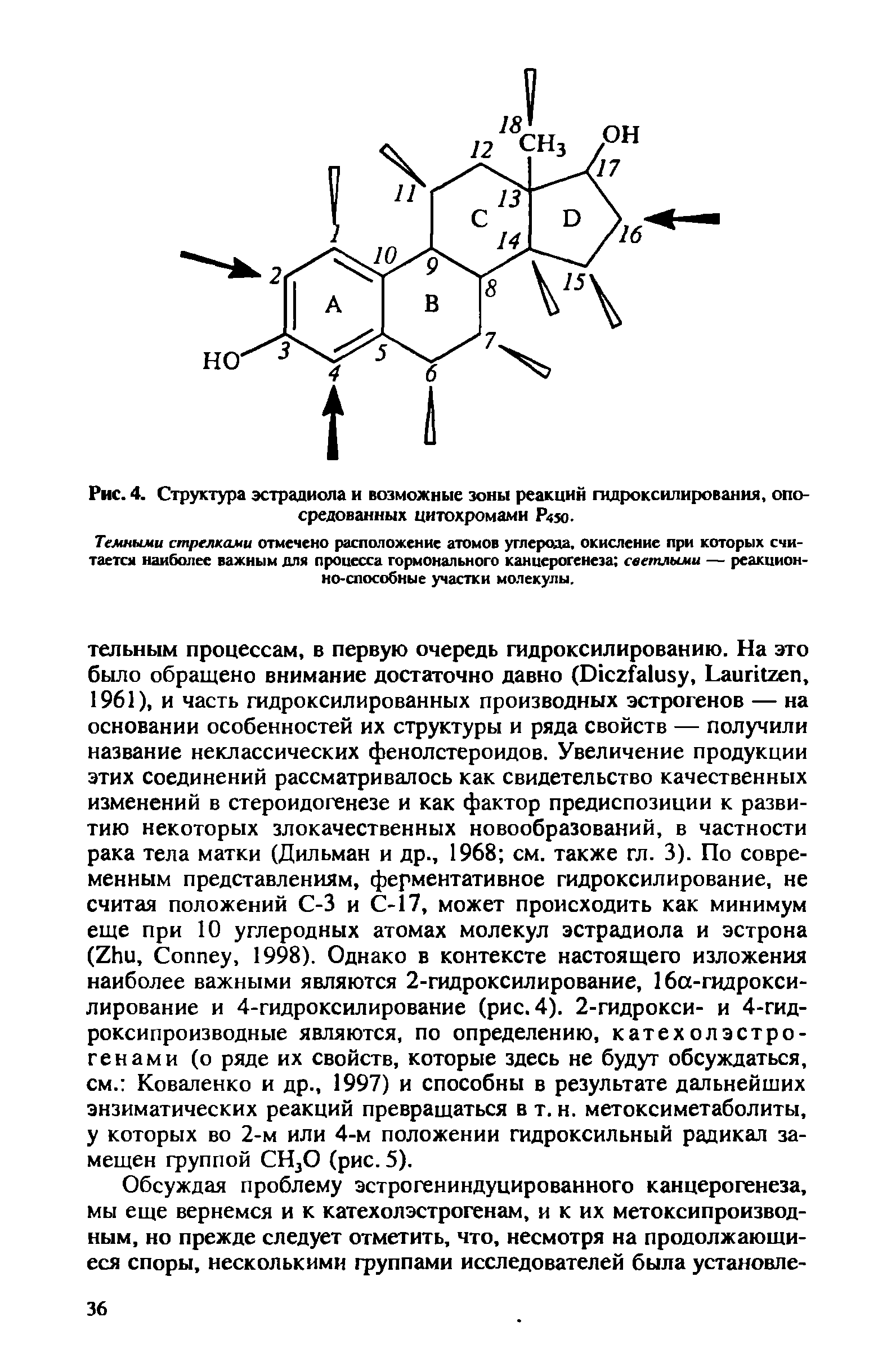 Рис. 4. Структура эстрадиола и возможные зоны реакций гидроксилирования, опосредованных цитохромами Р450.