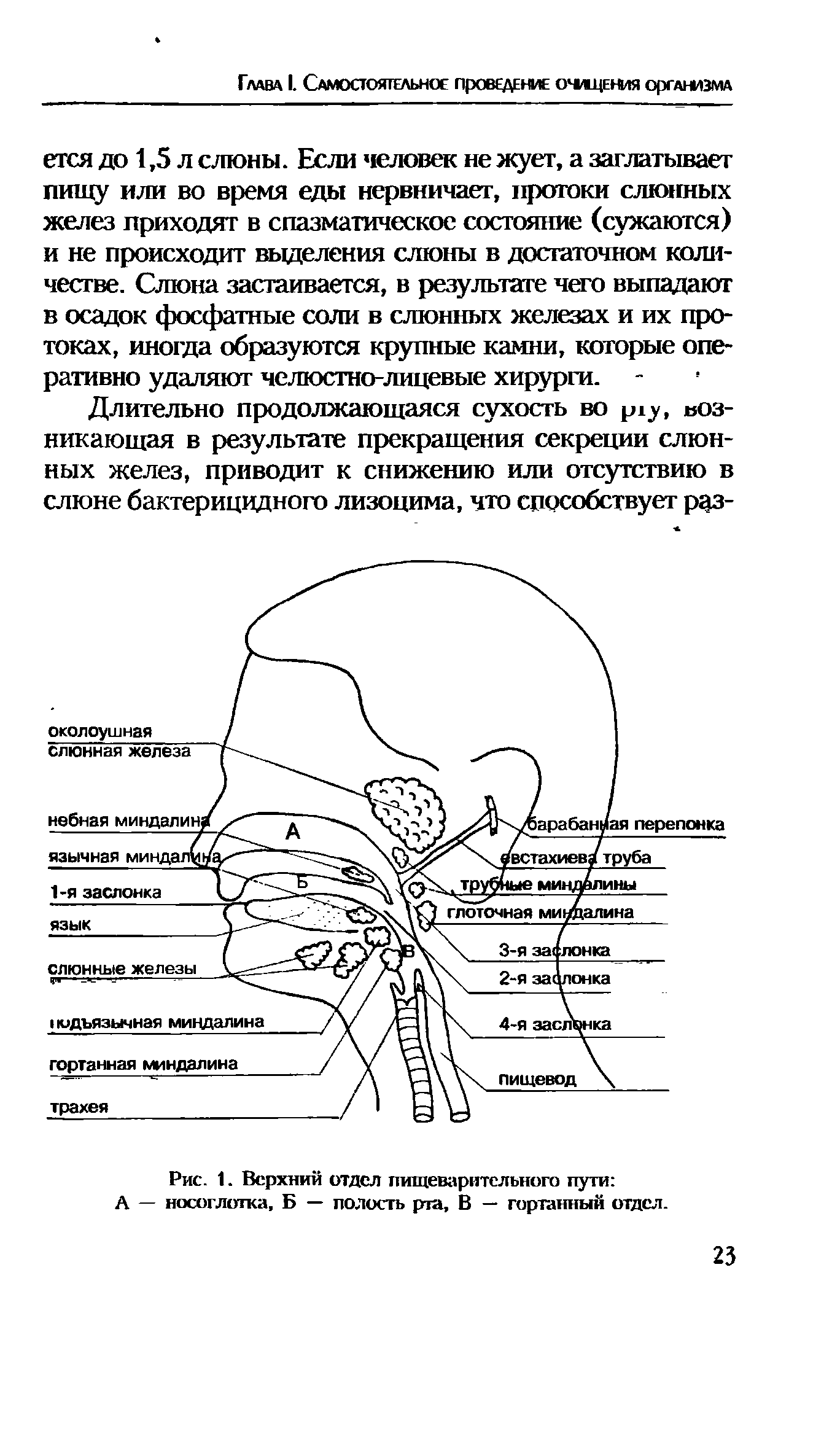 Рис. 1. Верхний отдел пищеварительного пути А — носоглотка, Б — полость рта, В — гортанный отдел.