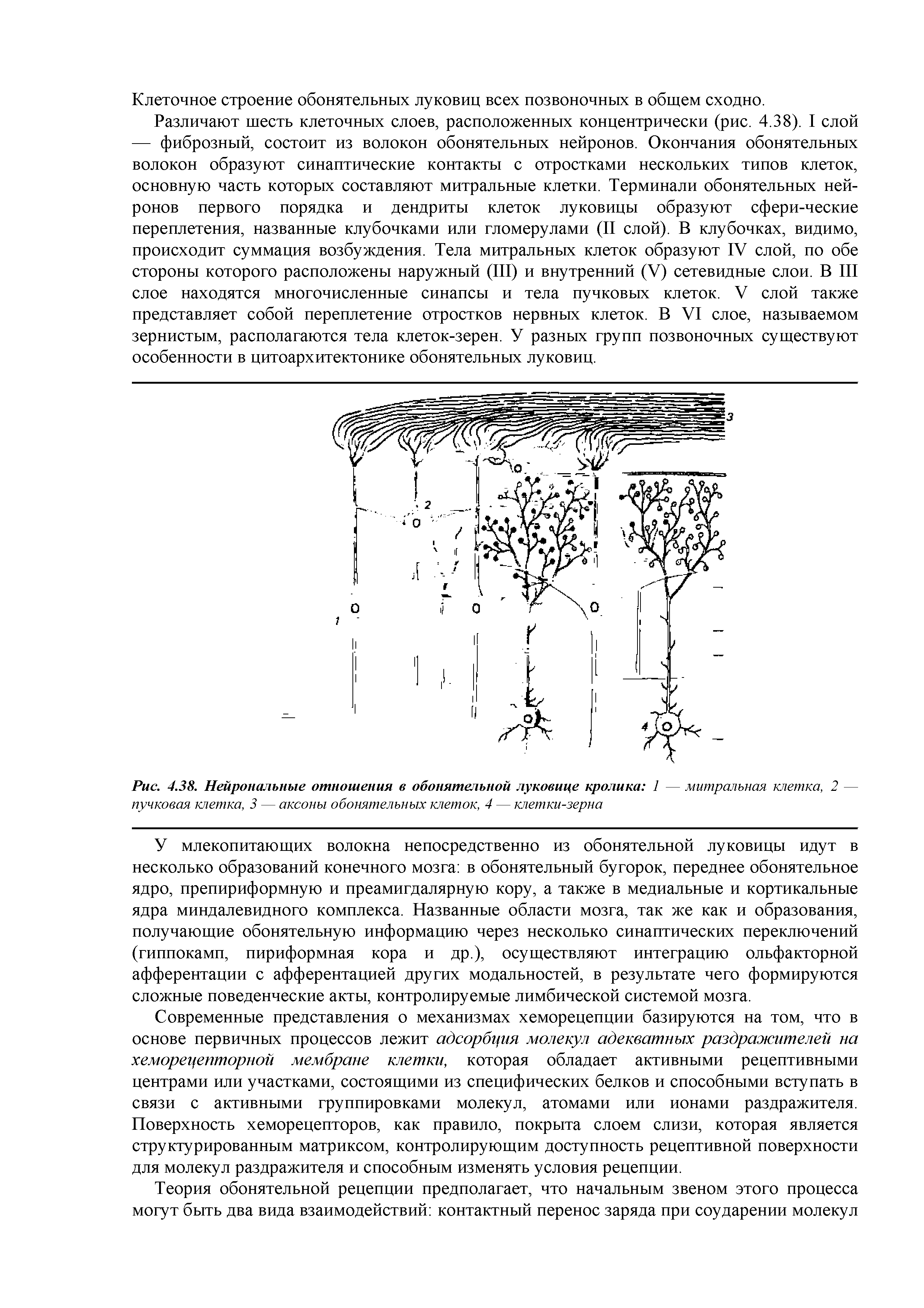 Рис. 4.38. Нейрональные отношения в обонятельной луковице кролика 1 — митральная клетка, 2 — пучковая клетка, 3 — аксоны обонятельных клеток, 4 — клетки-зерна...