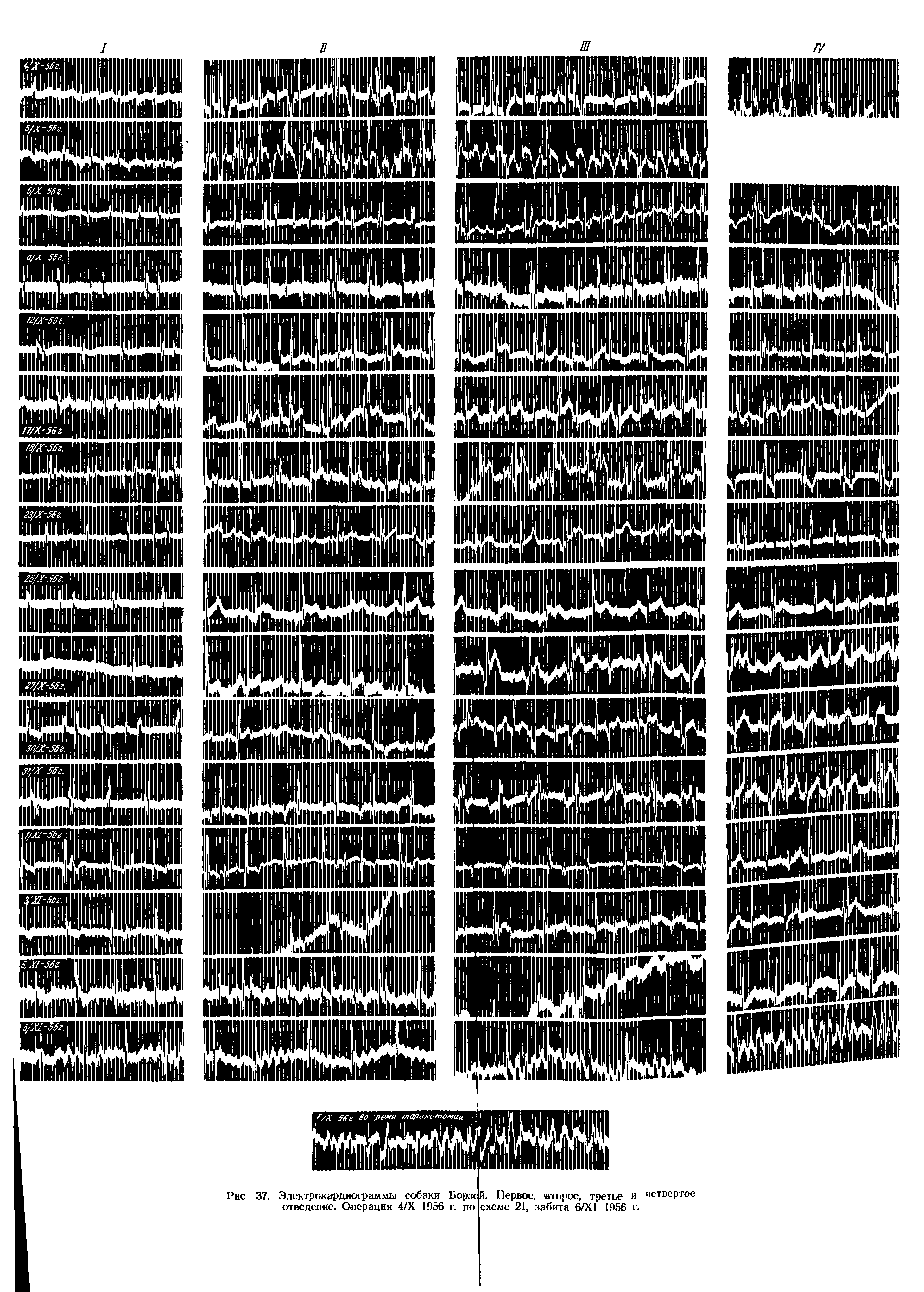 Рис. 37. Электрокардиограммы собаки Борзс й. Первое, второе, третье и четвертое отведение. Операция 4/Х 1956 г. по схеме 21, забита 6/Х1 1956 г.