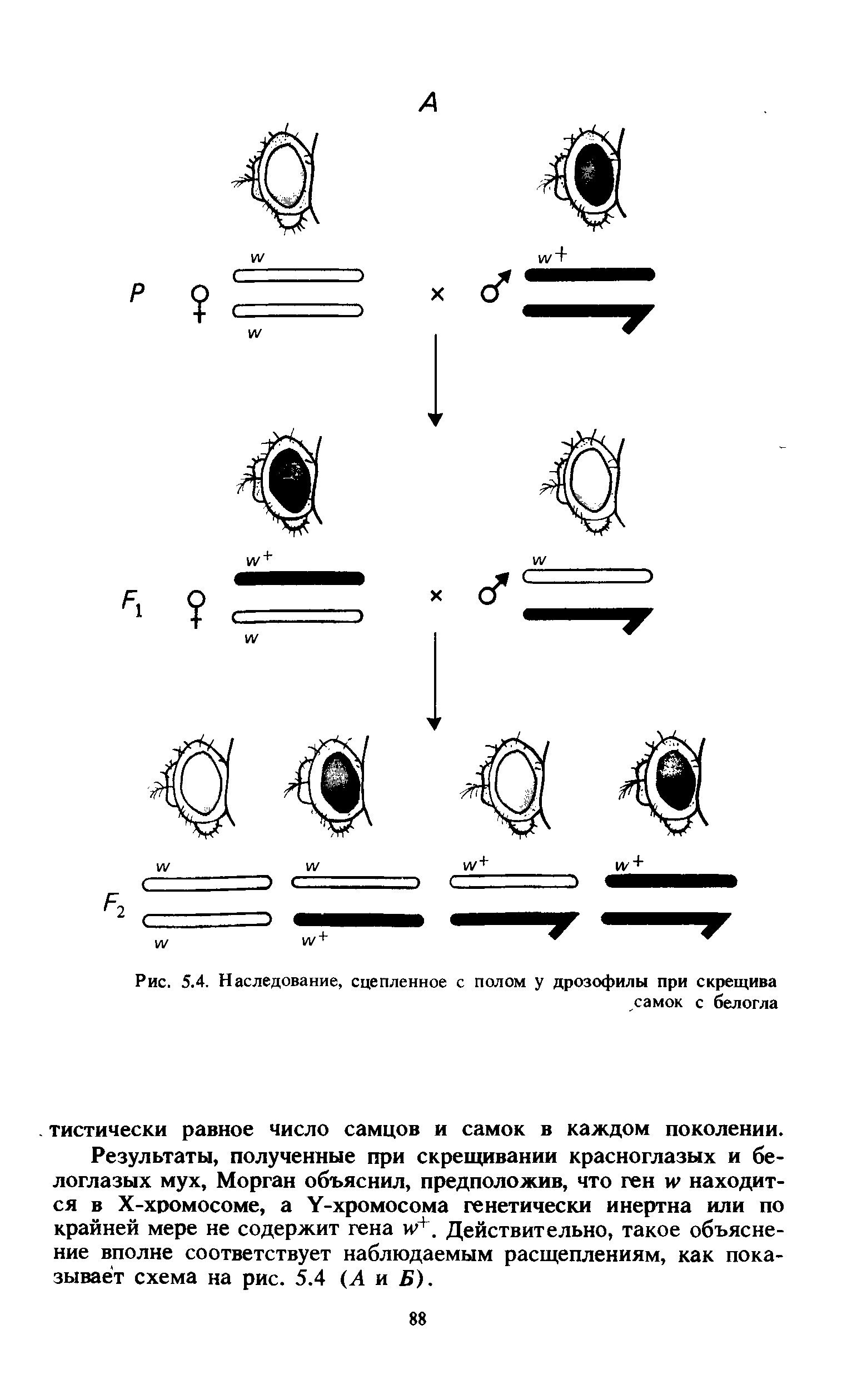 Рис. 5.4. Наследование, сцепленное с полом у дрозофилы при скрещива самок с белогла...