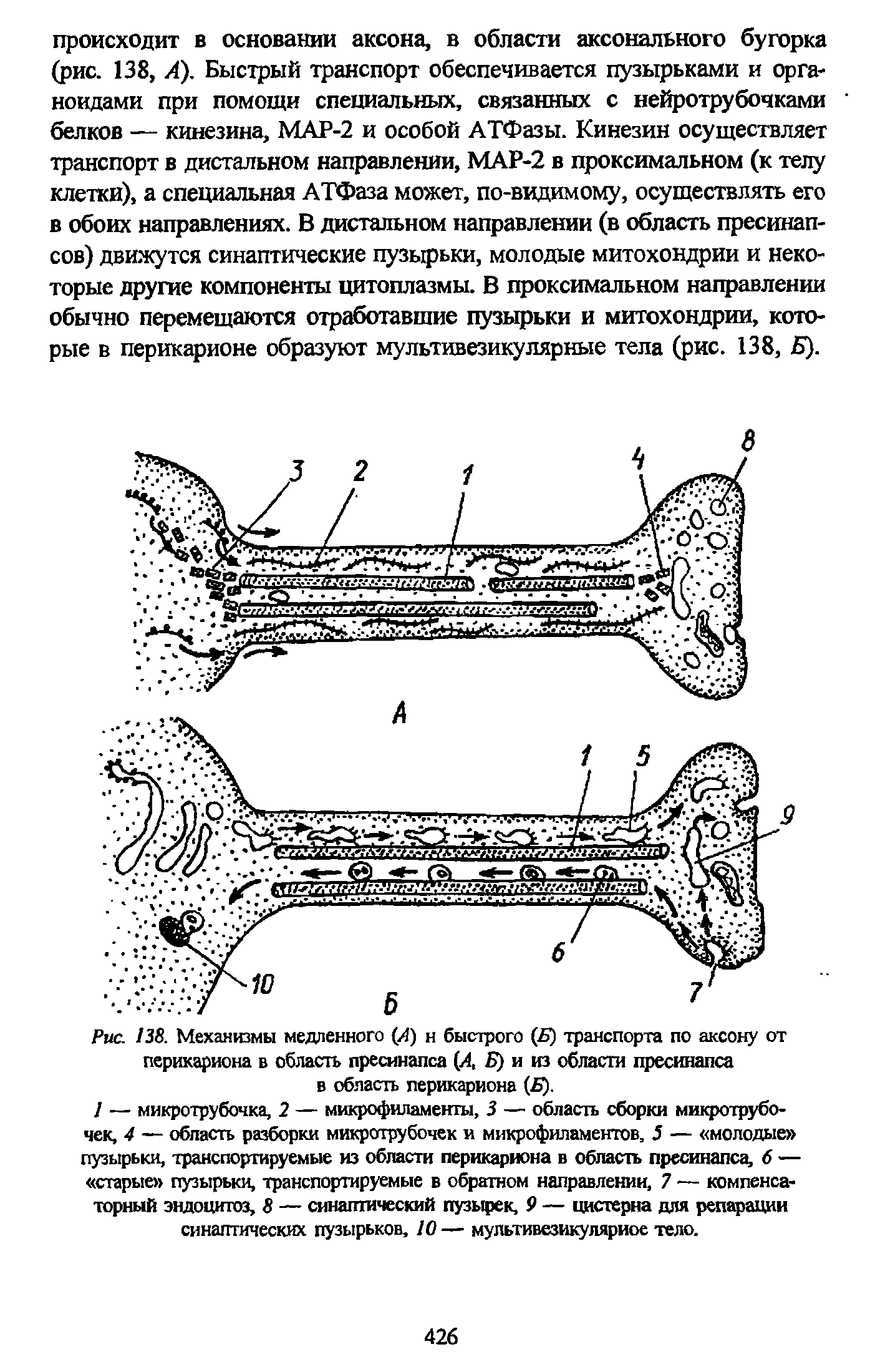 Рис. 138. Механизмы медленного (Я) н быстрого (Б) транспорта по аксону от перикариона в область пресинапса (А Б) и из области пресинапса в область перикариона (Б).