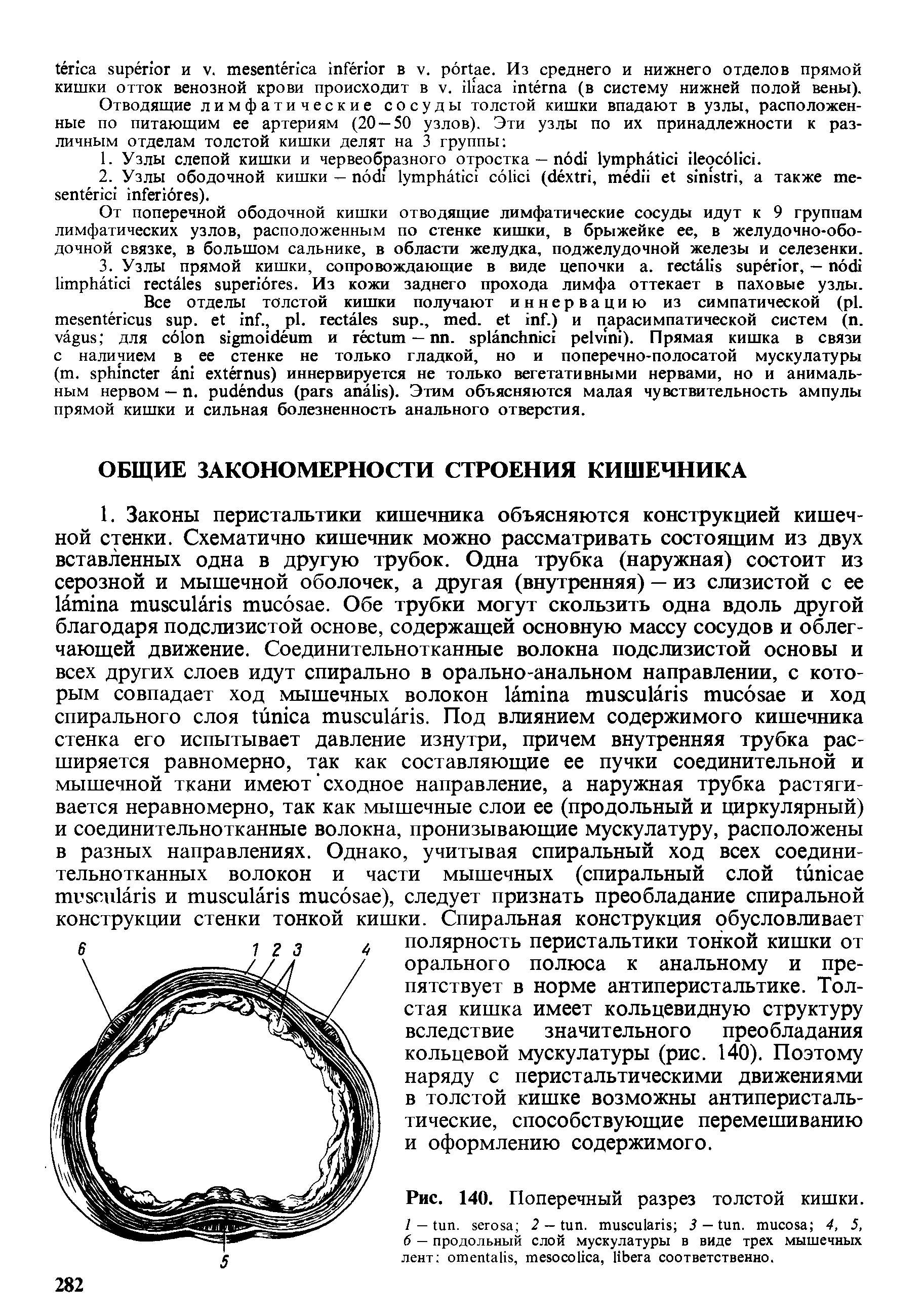 Рис. 140. Поперечный разрез толстой кишки. / — . 2 — . 3 — . 4, 5, 6 — продольный слой мускулатуры в виде трех мышечных лент , , соответственно.