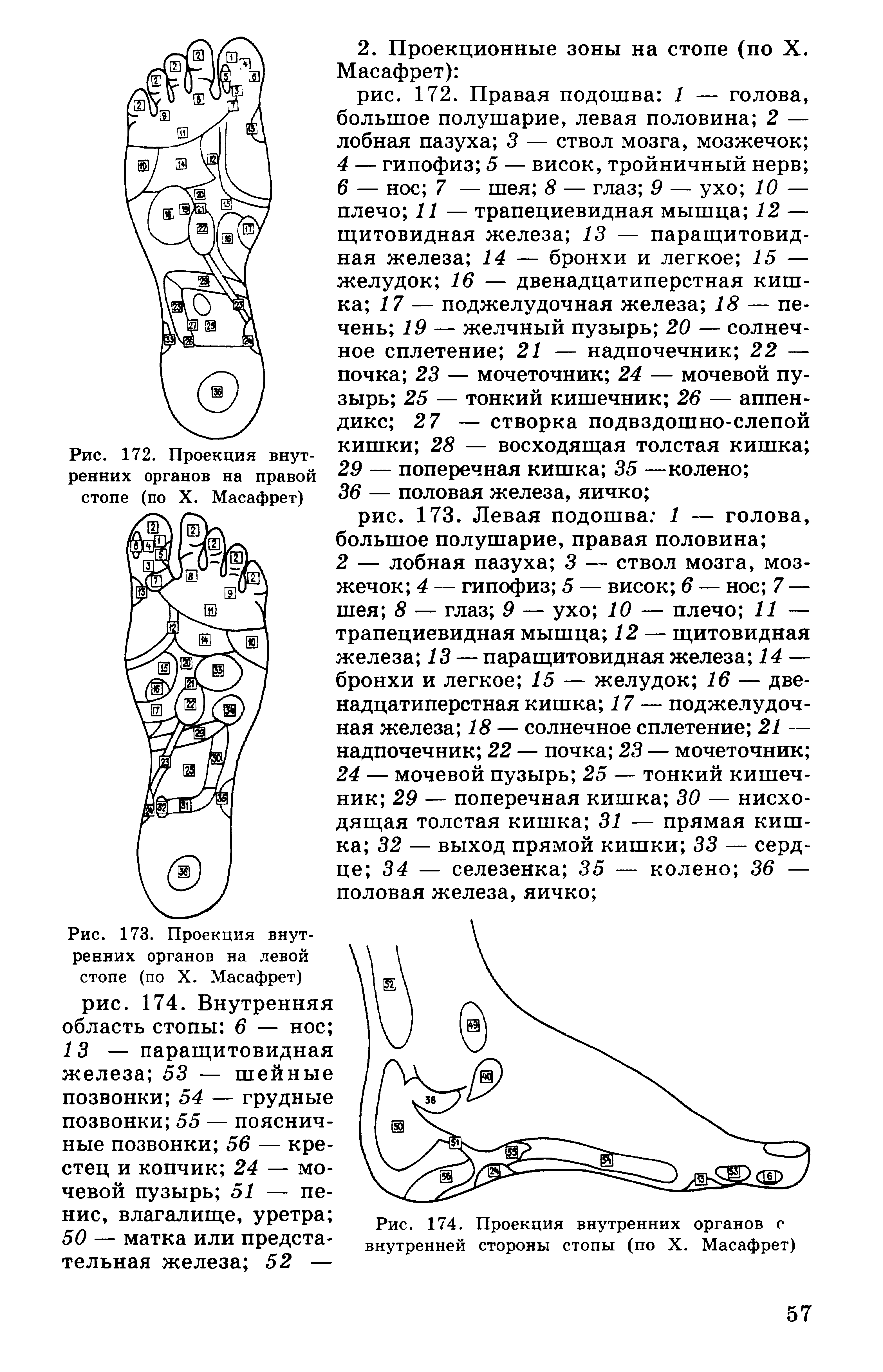 Рис. 173. Проекция внутренних органов на левой стопе (по X. Масафрет) рис. 174. Внутренняя область стопы 6 — нос 13 — паращитовидная железа 53 — шейные позвонки 54 — грудные позвонки 55 — поясничные позвонки 56 — крестец и копчик 24 — мочевой пузырь 51 — пе-...