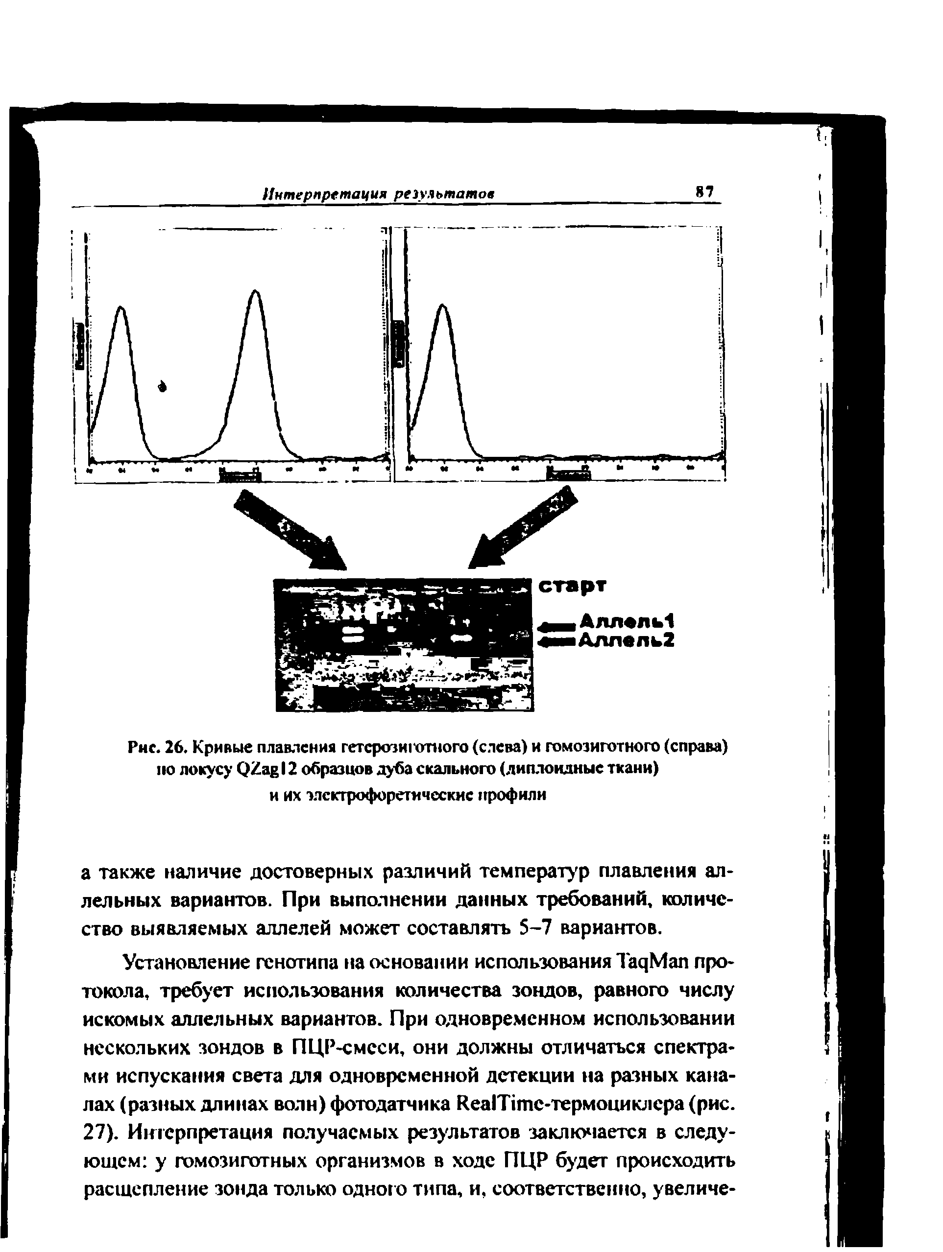 Рис. 26. Кривые плавления гетерозиготного (слева) и гомозиготного (справа) по локусу QZ 12 образцов луба скального (диплоидные ткани) и их электрофоретические профили...
