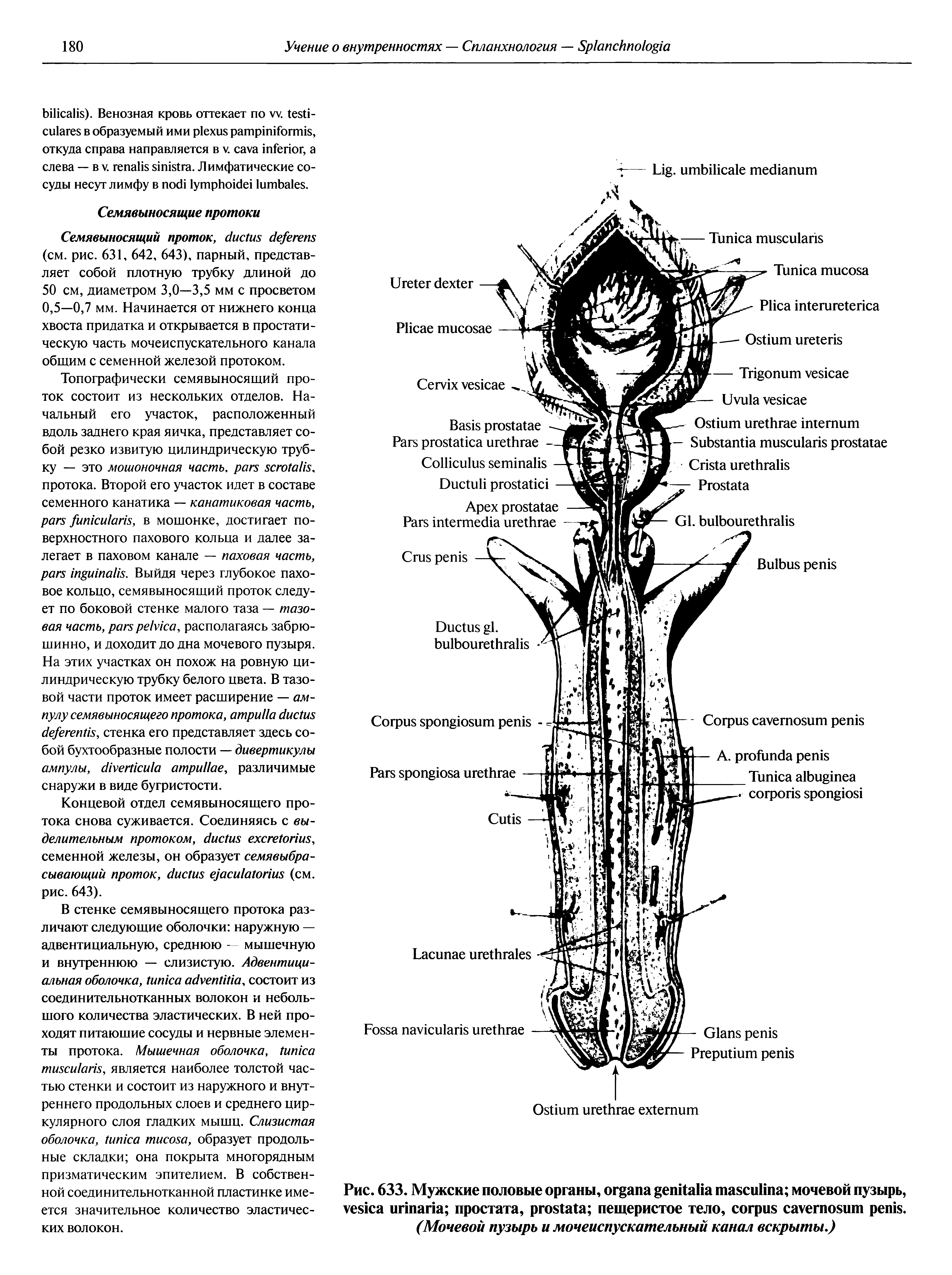 Рис. 633. Мужские половые органы, мочевой пузырь, простата, пещеристое тело, .