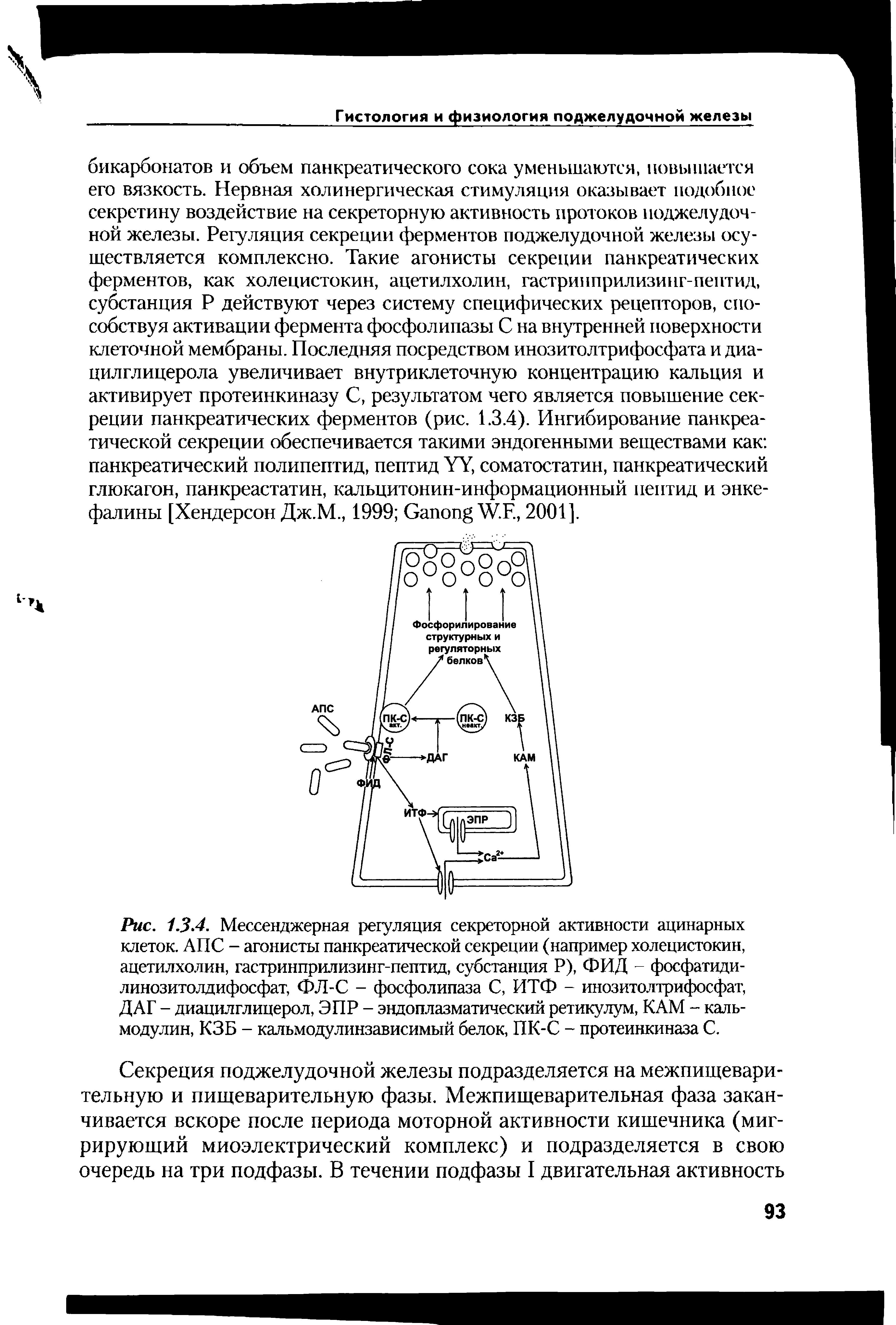 Рис. 1.3.4. Мессенджерная регуляция секреторной активности ацинарных клеток. АПС - агонисты панкреатической секреции (например холецистокин, ацетилхолин, гастринприлизинг-пептцд, субстанция Р), ФИД фосфатидилинозитолдифосфат, ФЛ-С - фосфолипаза С, ИТФ - инозитолтрифосфат, ДАГ - диацилглицерол, ЭПР - эндоплазматический ретикулум, КАМ - кальмодулин, КЗБ - кальмодулинзависимый белок, ПК-С - протеинкиназа С.