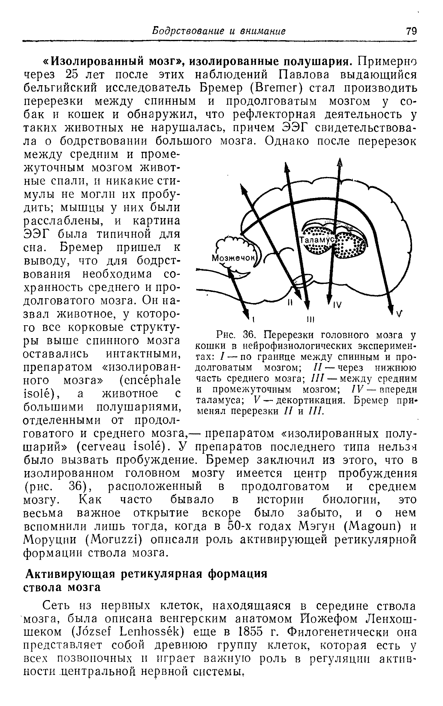 Рис. 36. Перерезки головного мозга у кошки в нейрофизиологических экспериментах / — по границе между спинным и продолговатым мозгом // — через нижнюю часть среднего мозга III— между средним и промежуточным мозгом IV— впереди таламуса V — декортикация. Бремер применял перерезки II и III.