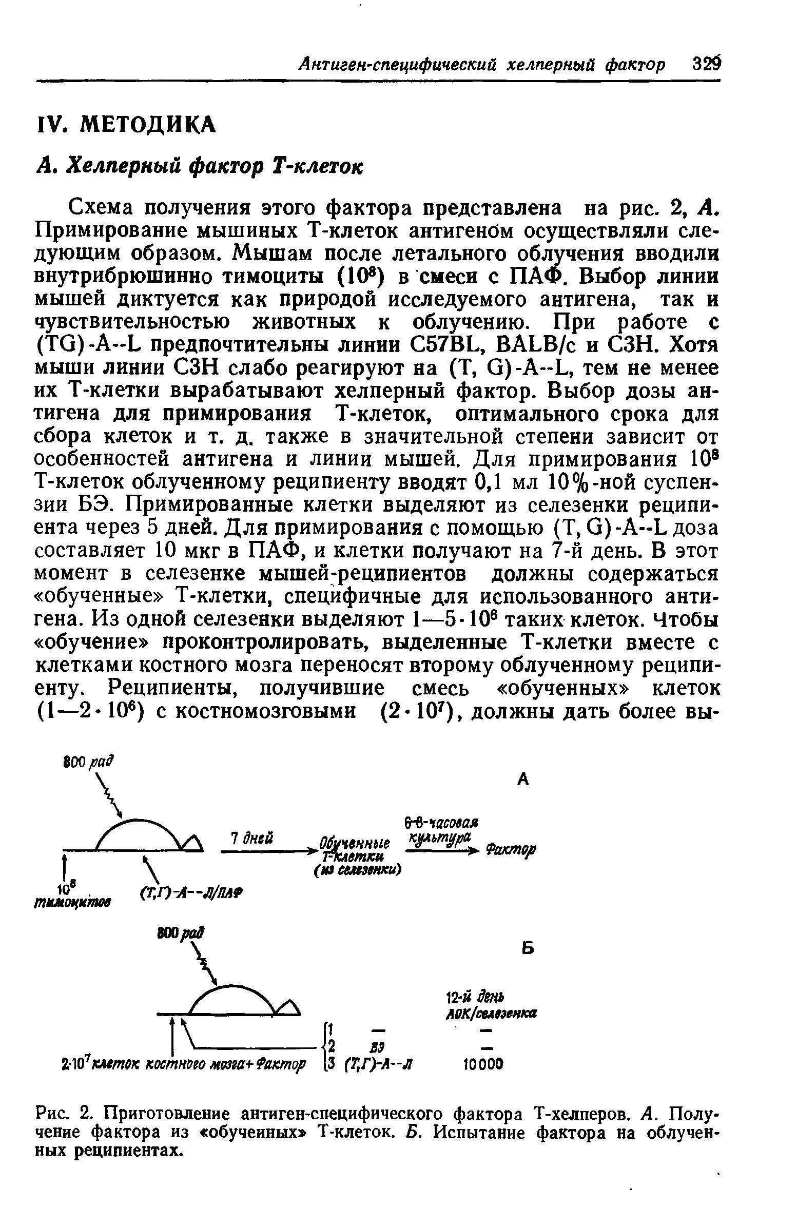 Рис. 2. Приготовление антиген-специфического фактора Т-хелперов. А. Получение фактора из обученных Т-клеток. Б. Испытание фактора на облученных реципиентах.