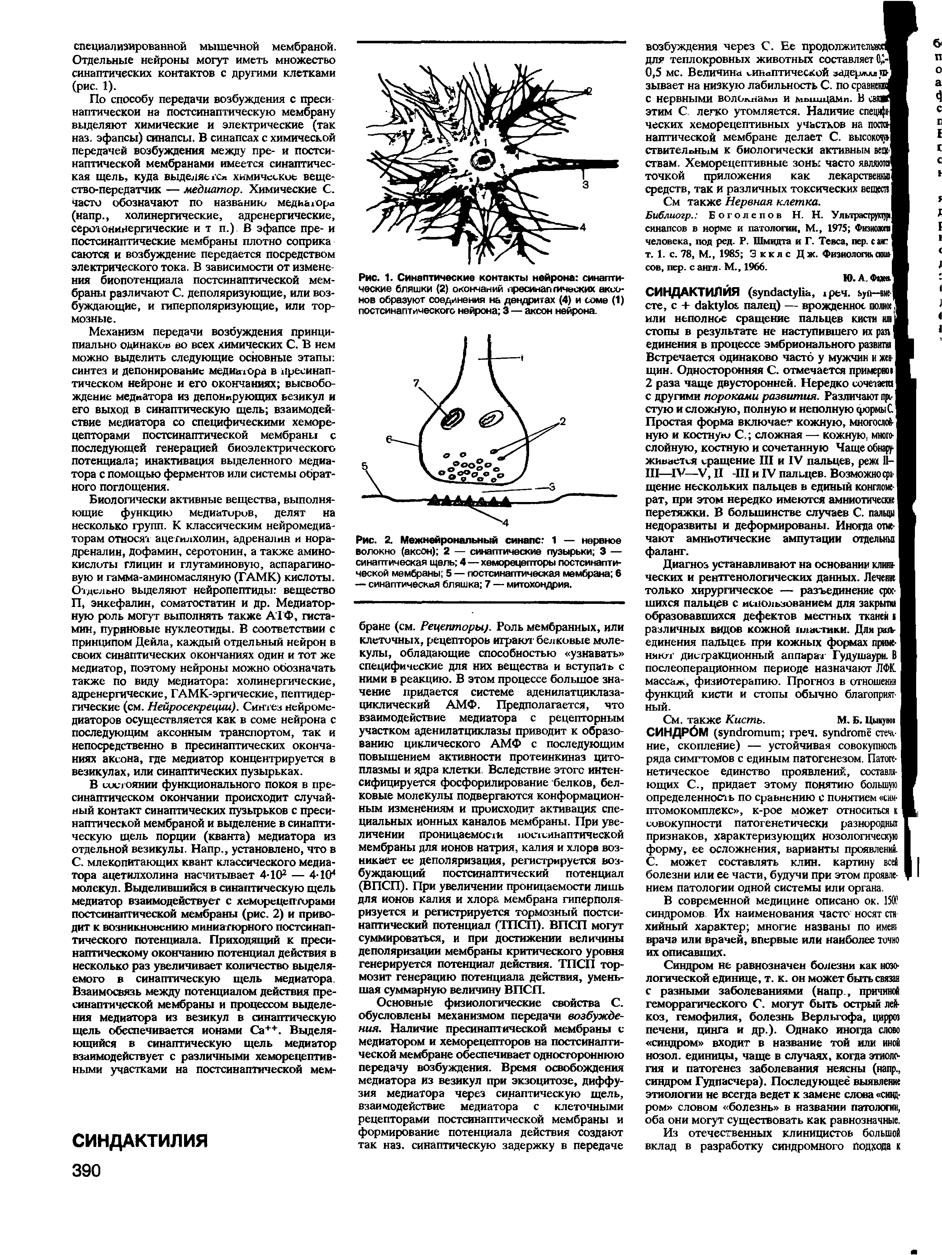 Рис. 2. Межнейрональный синапс 1 — нервное волокно (аксон) 2 — синаптические пузырьки 3 — синаптическая щель 4—хеморецепторы постсинаптической мембраны 5 — постсинаптическая мембрана 6 — синаптическая бляшка 7 — митохондрия.