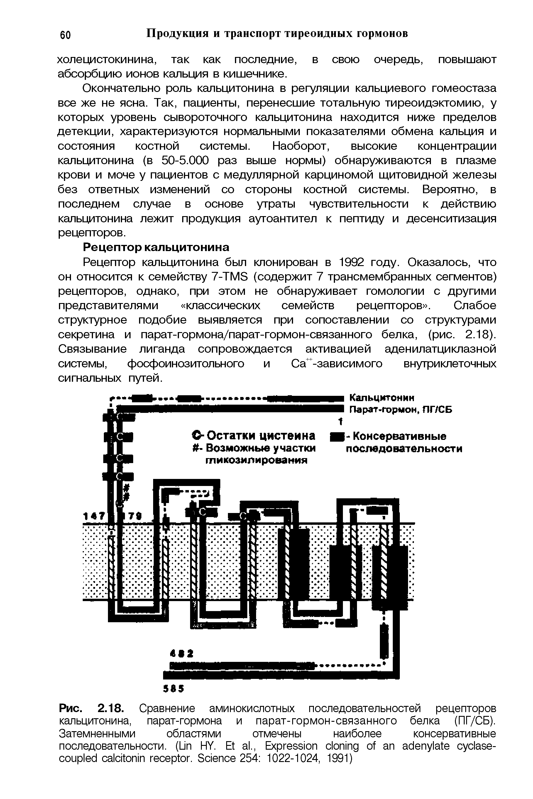 Рис. 2.18. Сравнение аминокислотных последовательностей рецепторов кальцитонина, парат-гормона и парат-гормон-связанного белка (ПГ/СБ). Затемненными областями отмечены наиболее консервативные последовательности. (L HY. E ., E - . S 254 1022-1024, 1991)...