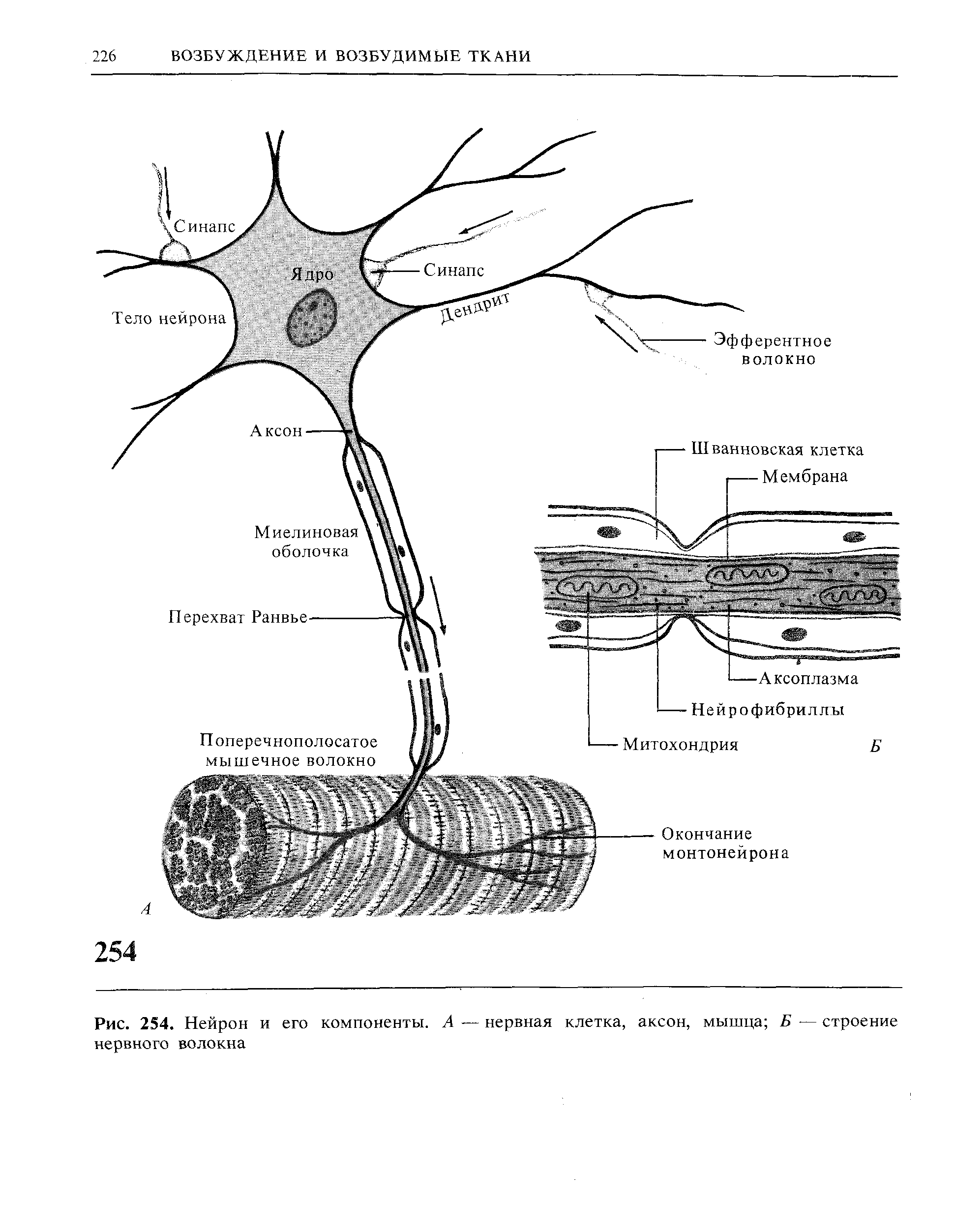 Рис. 254. Нейрон и его компоненты. А — нервная клетка, аксон, мышца Б — строение нервного волокна...