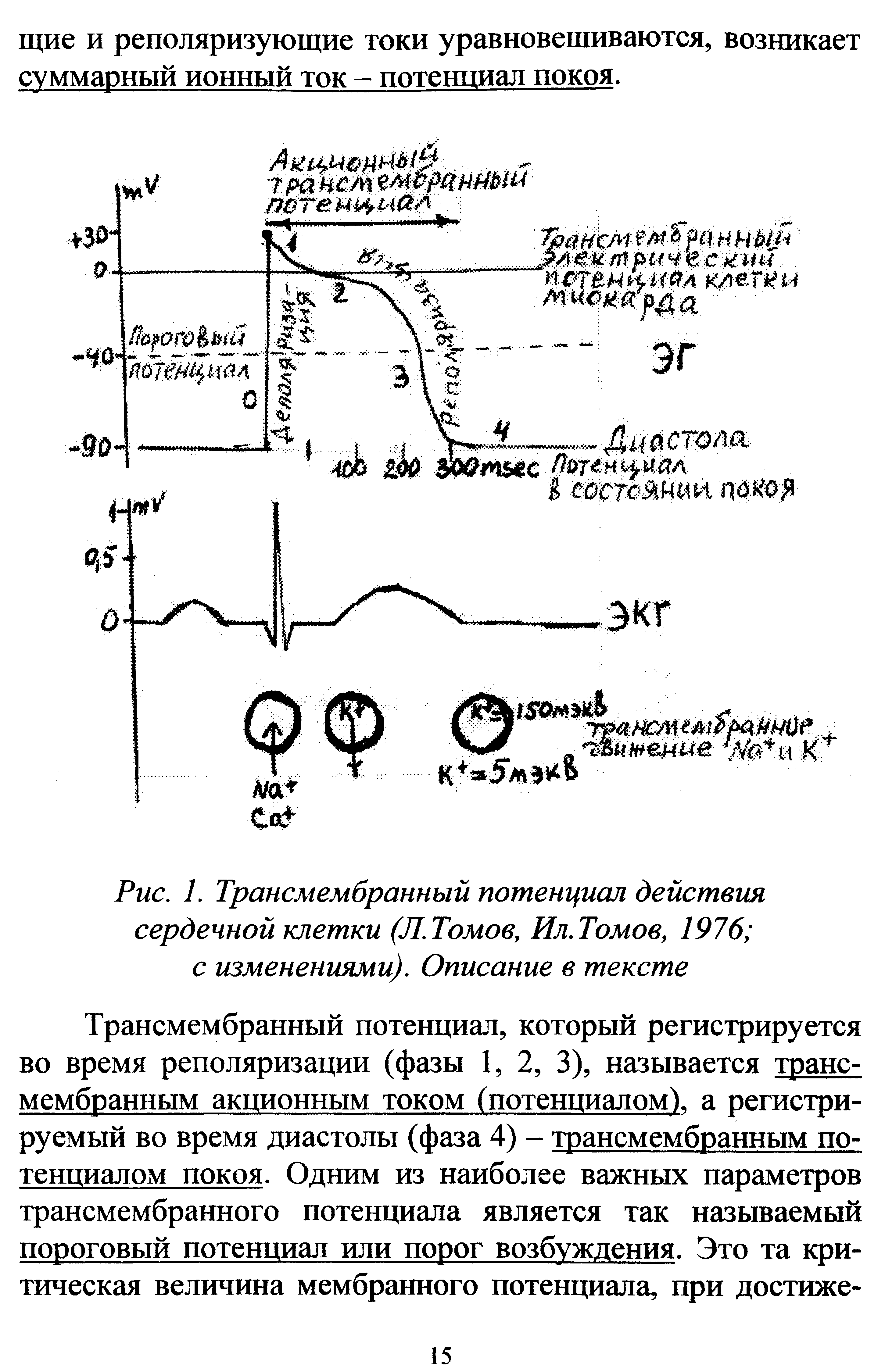 Рис. 1. Трансмембранный потенциал действия сердечной клетки (Л.Томов, Ил.Томов, 1976 с изменениями). Описание в тексте...