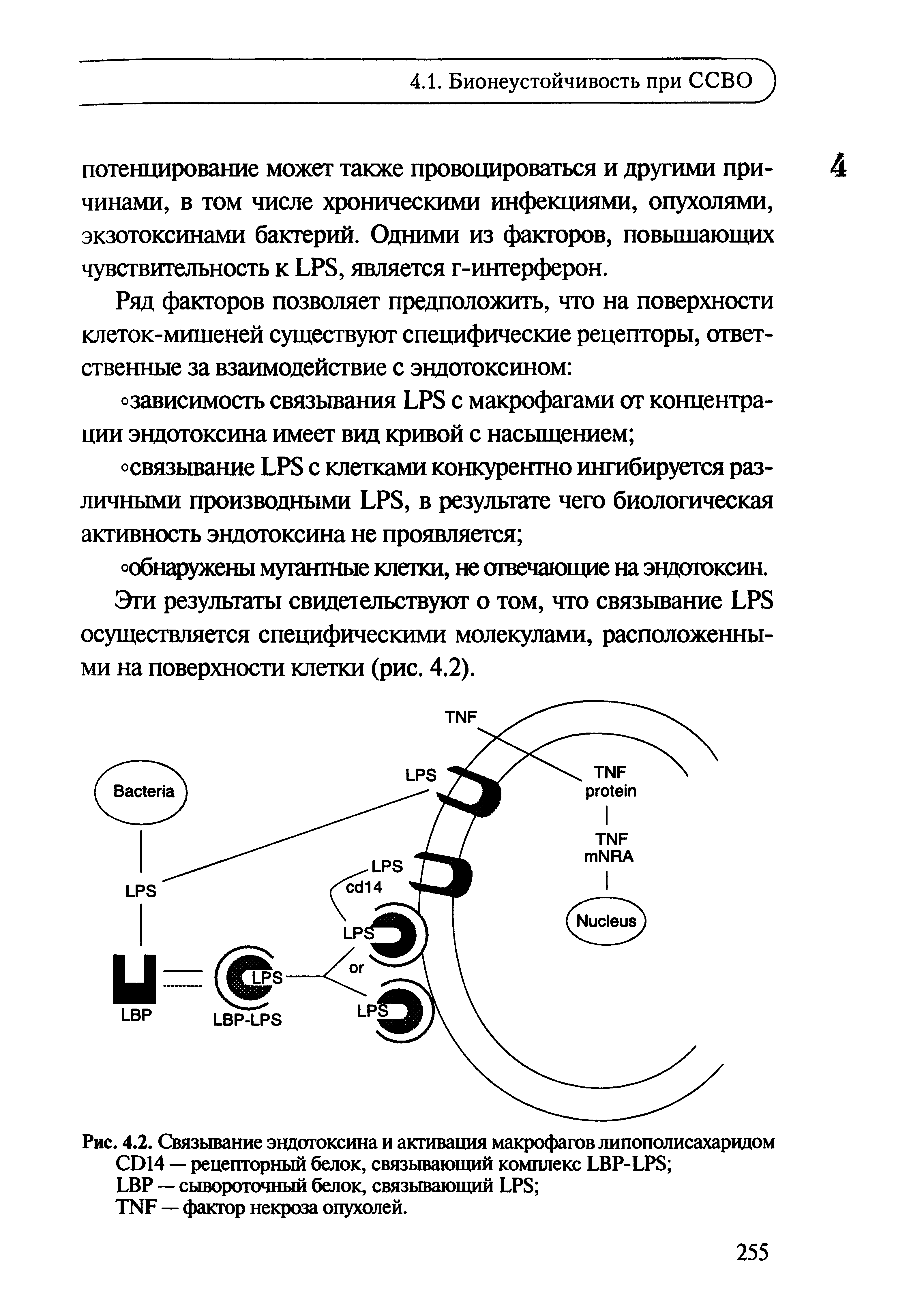 Рис. 4.2. Связывание эндотоксина и активация макрофагов липополисахаридом CD14 — рецепторный белок, связывающий комплекс LBP-LPS LBP — сывороточный белок, связывающий LPS ...