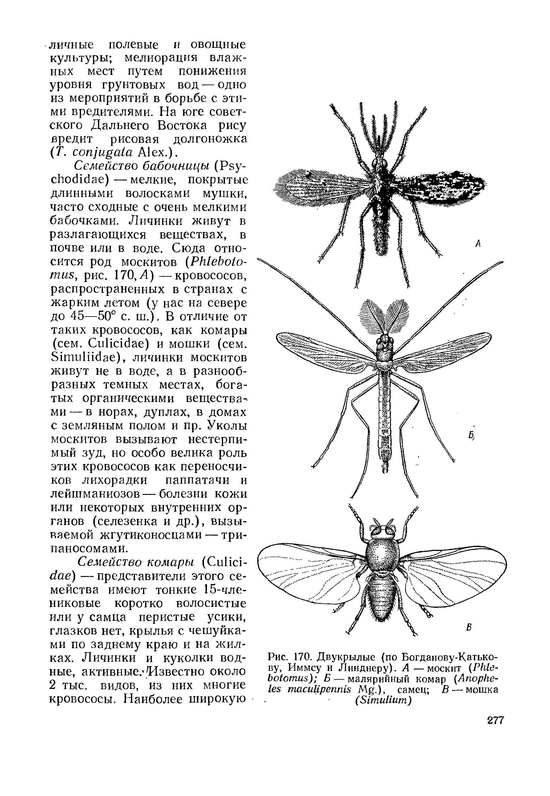 Рис. 170. Двукрылые (по Богданову-Катько-ву, Иммсу и Линднеру). А —москнт (P ) Б — малярийный комар (A U M . , самец В — мошка (S )...