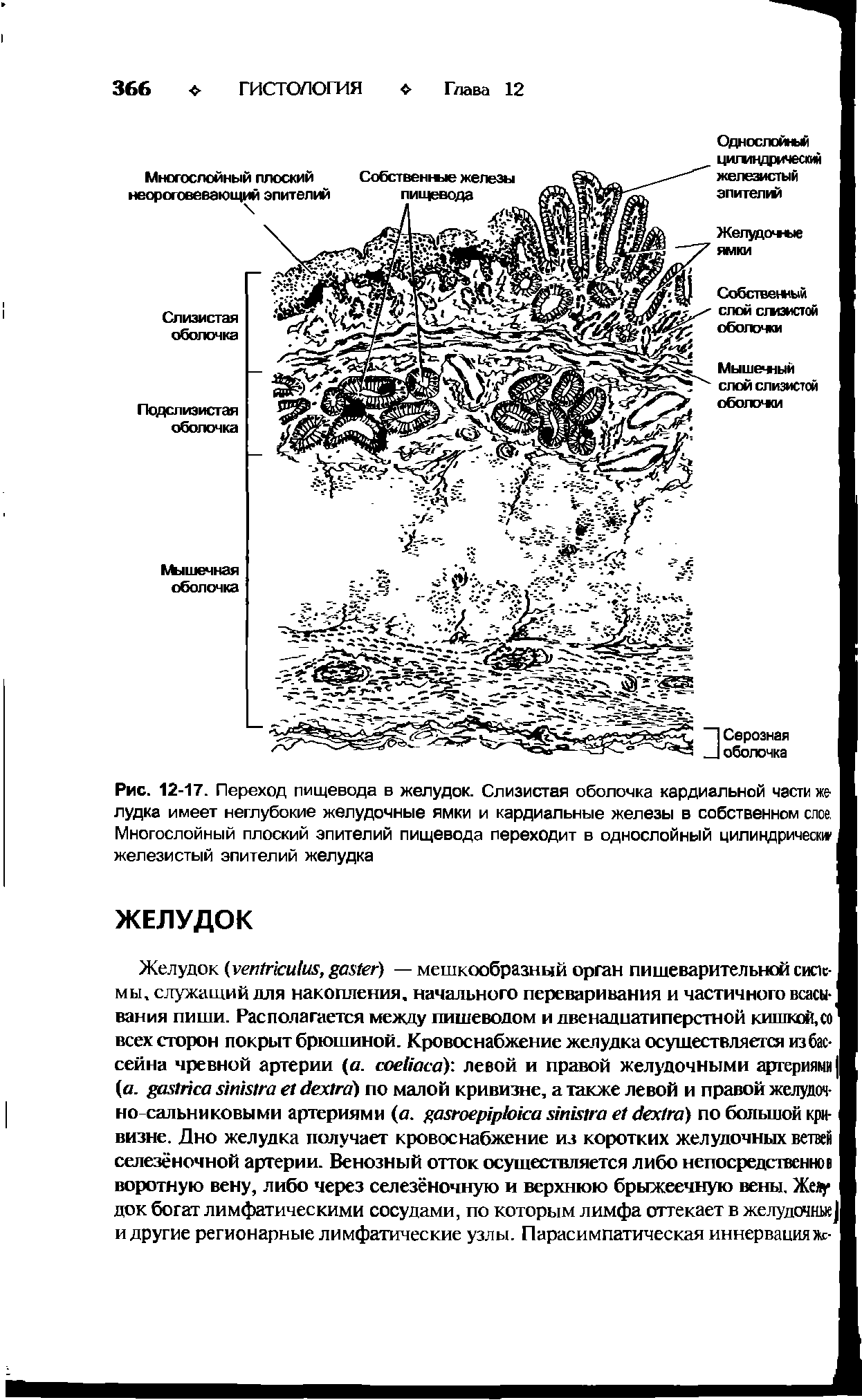 Рис. 12-17. Переход пищевода в желудок. Слизистая оболочка кардиальной части желудка имеет неглубокие желудочные ямки и кардиальные железы в собственном слое Многослойный плоский эпителий пищевода переходит в однослойный цилиндрически железистый эпителий желудка I...