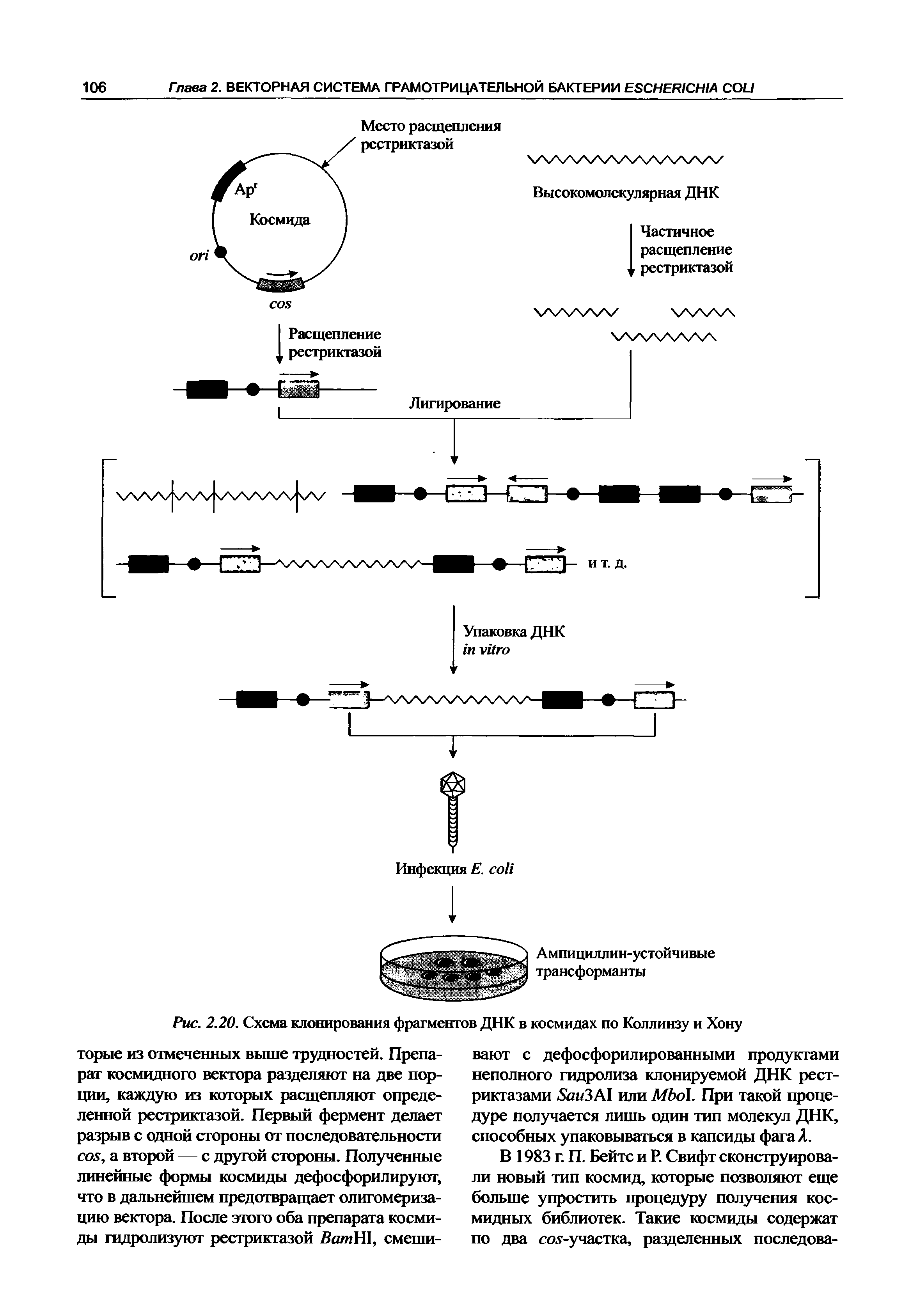 Рис. 2.20. Схема клонирования фрагментов ДНК в космидах по Коллинзу и Хону...