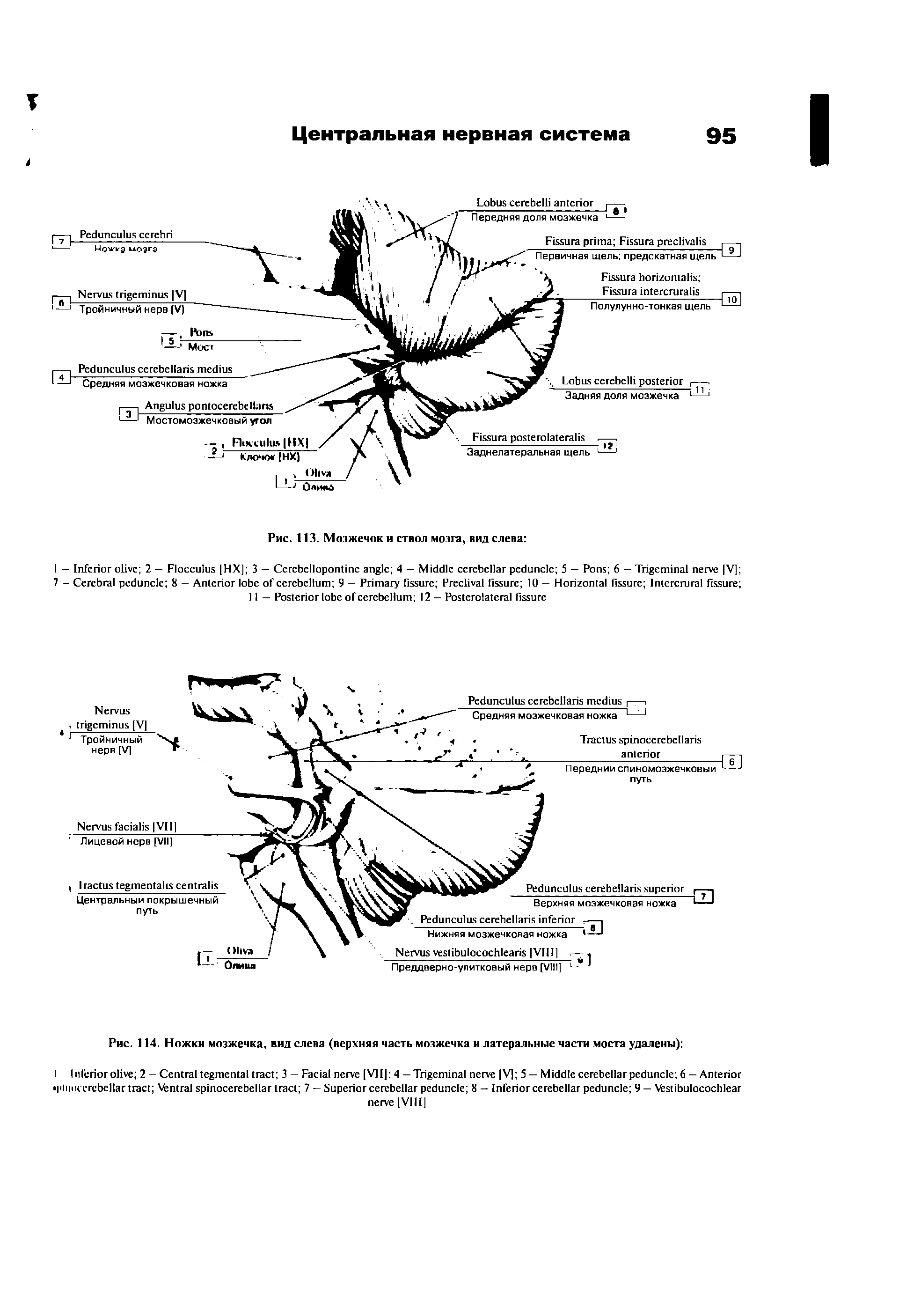 Рис. 114. Ножки мозжечка, вид слева (верхняя часть мозжечка и латеральные части моста удалены) ...