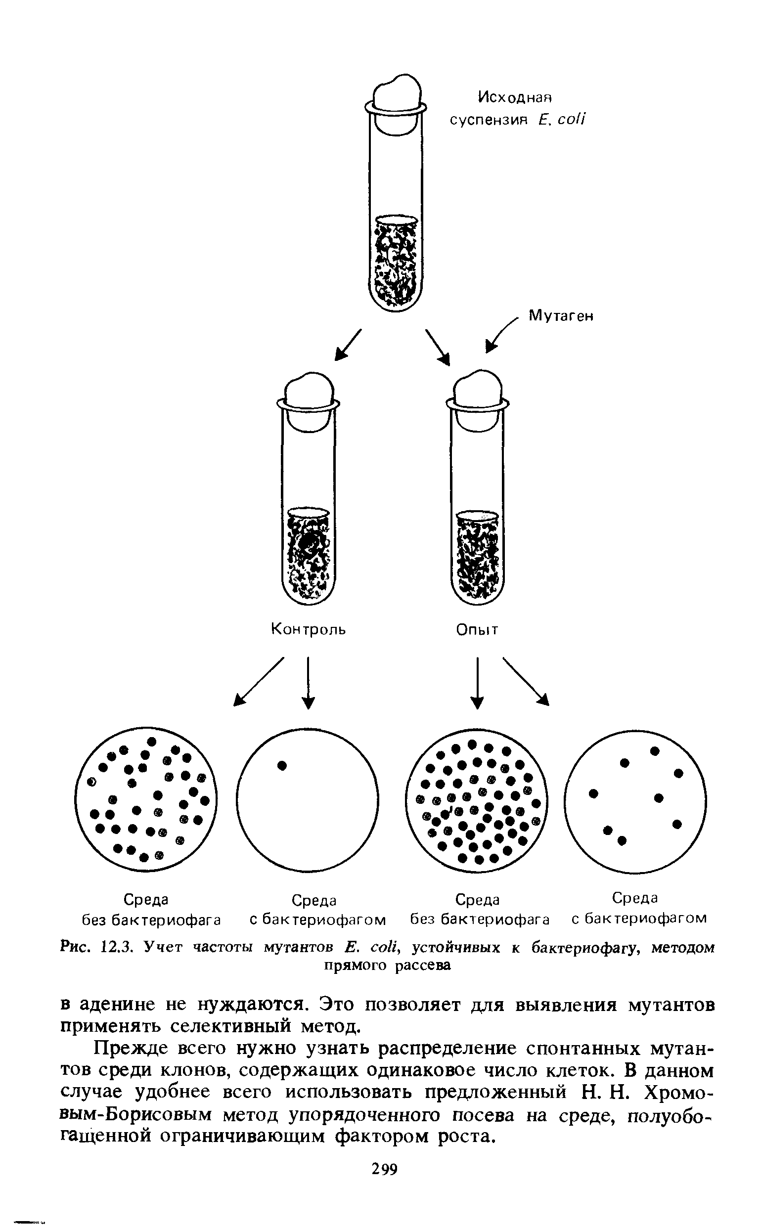Рис. 12.3. Учет частоты мутантов Е. , устойчивых к бактериофагу, методом прямого рассева...