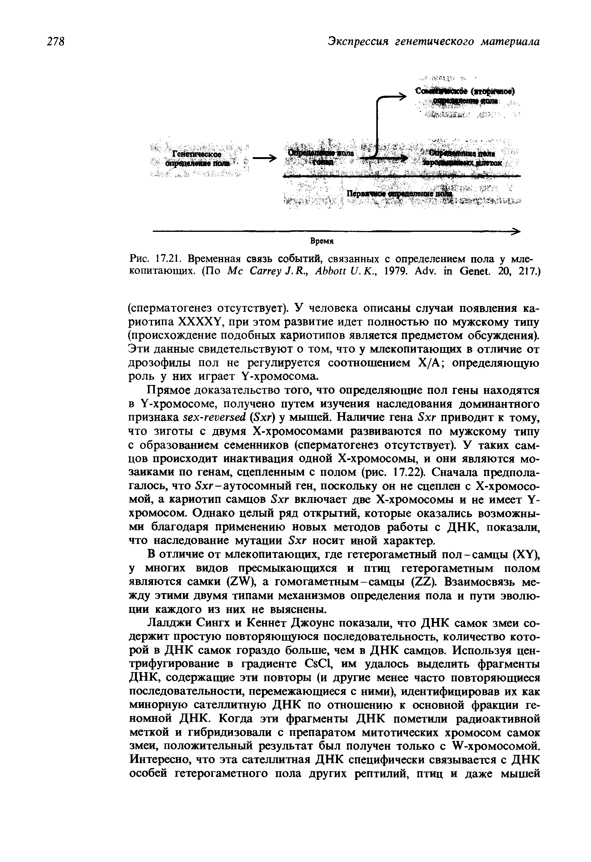 Рис. 17.21. Временная связь событий, связанных с определением пола у млекопитающих. (По M C J.R., A U.K., 1979. A . G . 20, 217.)...