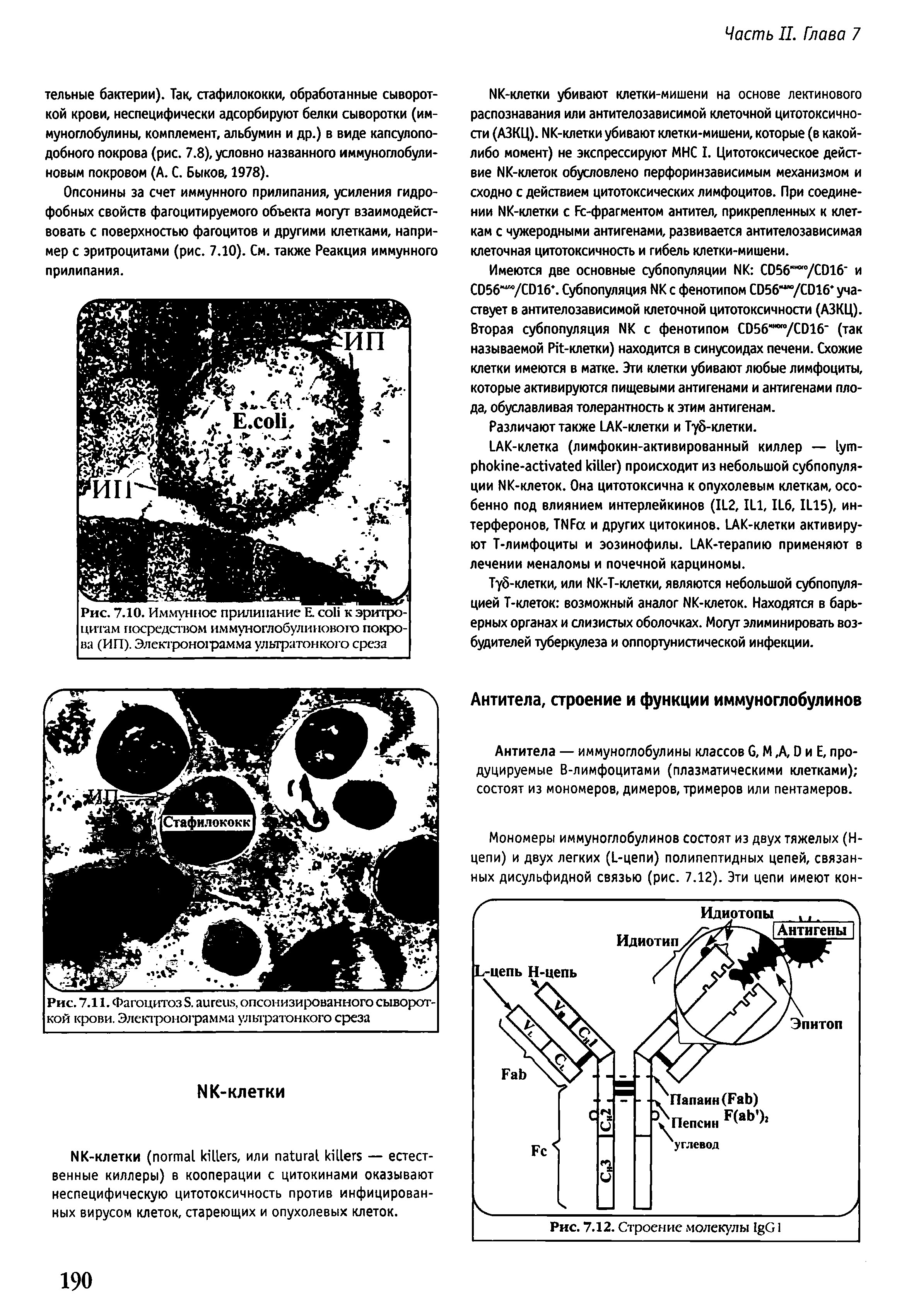 Рис. 7.11. Фагоцитоз S. , опсонизированного сывороткой крови. Электронограмма ультратонкого среза...