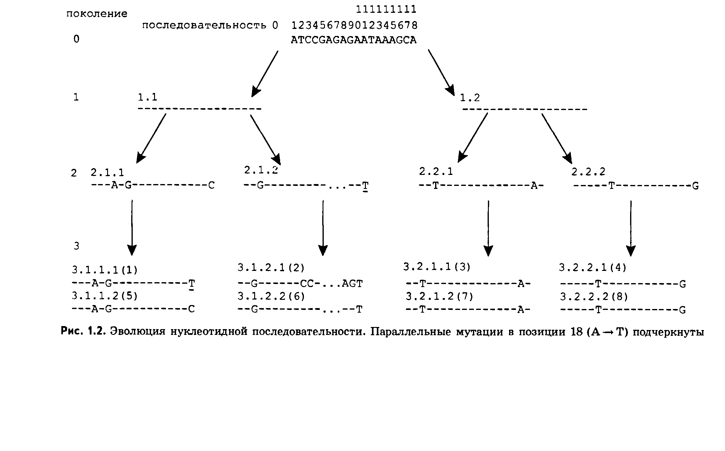 Рис. 1.2. Эволюция нуклеотидной последовательности. Параллельные мутации в позиции 18 (А— Т) подчеркнуты...