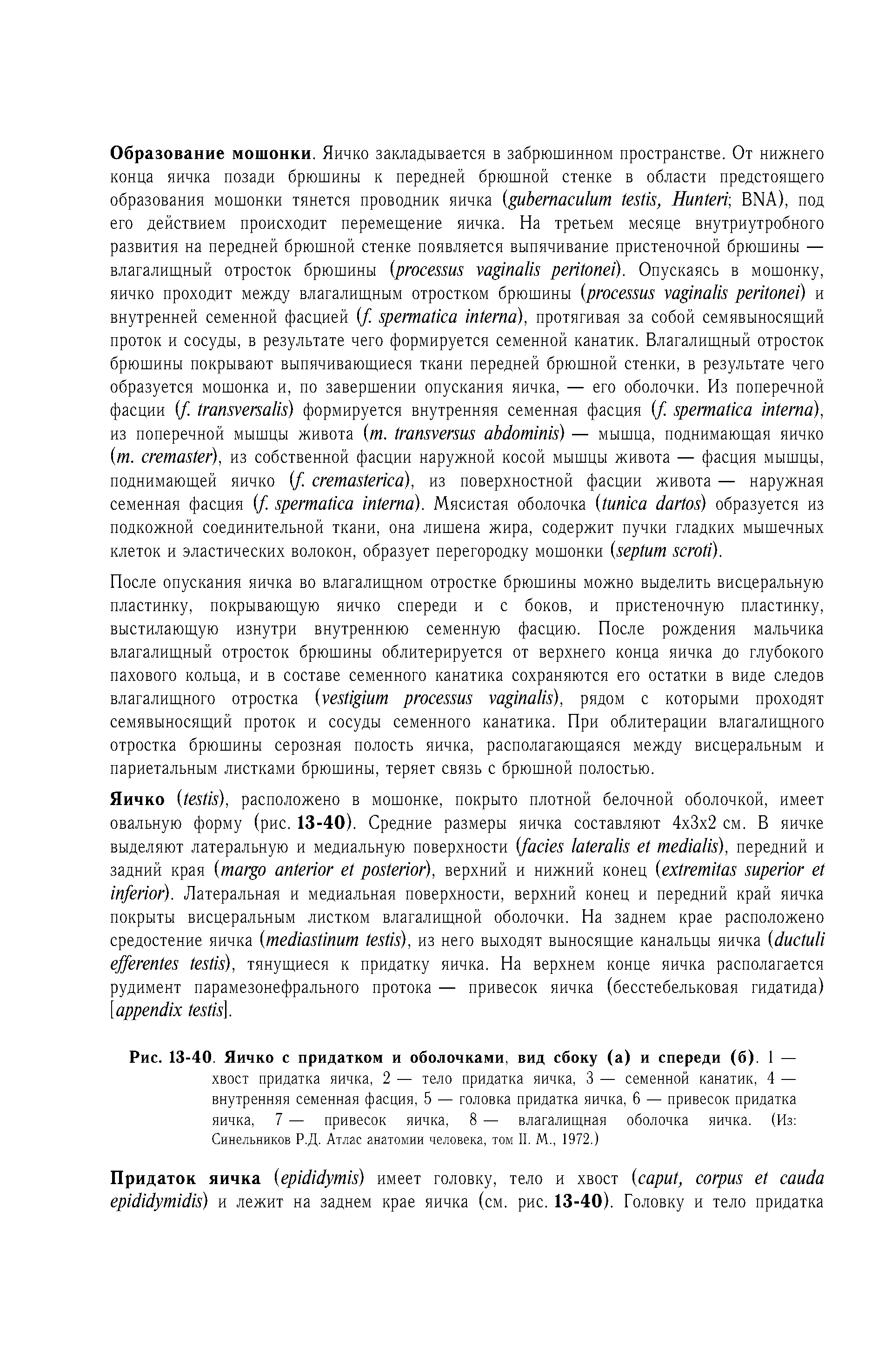 Рис. 13-40. Яичко с придатком и оболочками, вид сбоку (а) и спереди (б). 1 — хвост придатка яичка, 2 — тело придатка яичка, 3 — семенной канатик, 4 — внутренняя семенная фасция, 5 — головка придатка яичка, 6 — привесок придатка яичка, 7 — привесок яичка, 8 — влагалищная оболочка яичка. (Из Синельников Р.Д. Атлас анатомии человека, том II. М., 1972.)...