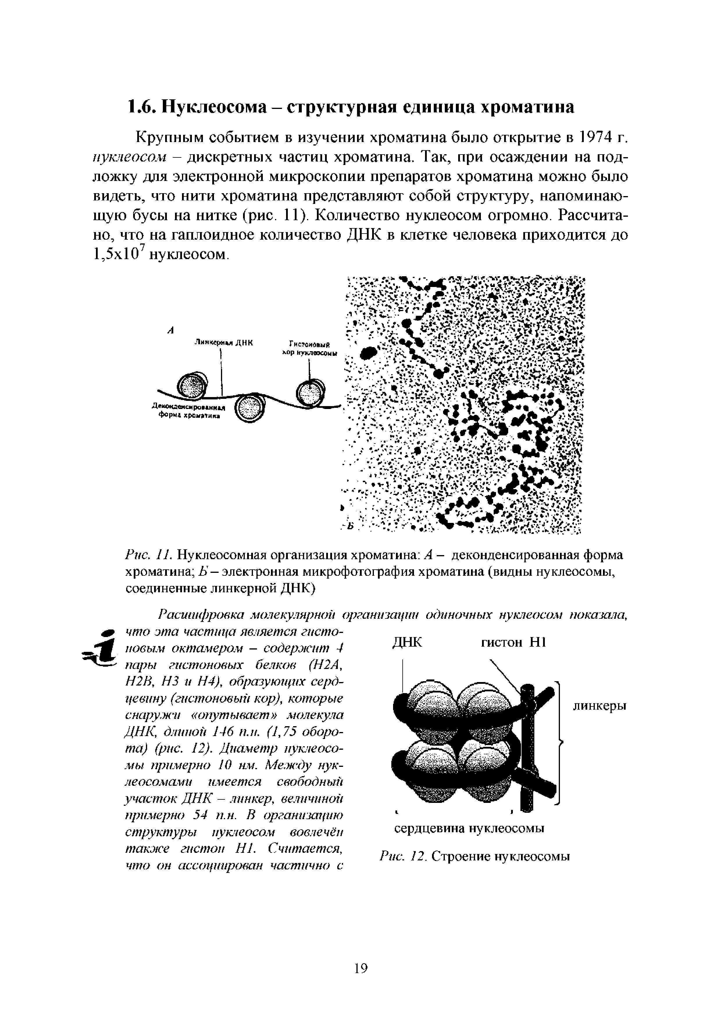 Рис. 11. Нуклеосомная организация хроматина А — деконденсированная форма хроматина Б — электронная микрофотография хроматина (видны нуклеосомы, соединенные линкерной ДНК)...