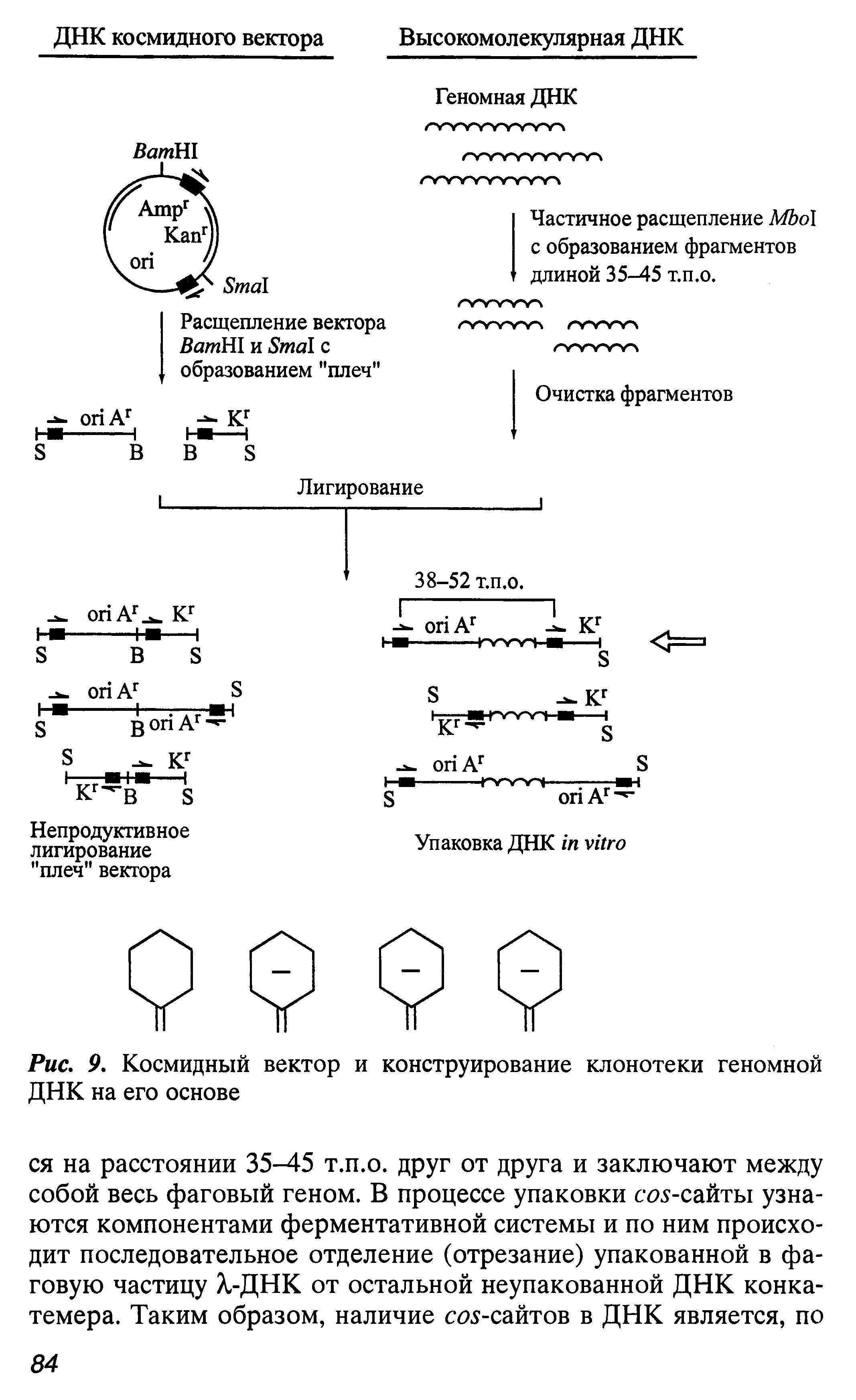 Рис. 9. Космидный вектор и конструирование клонотеки геномной ДНК на его основе...