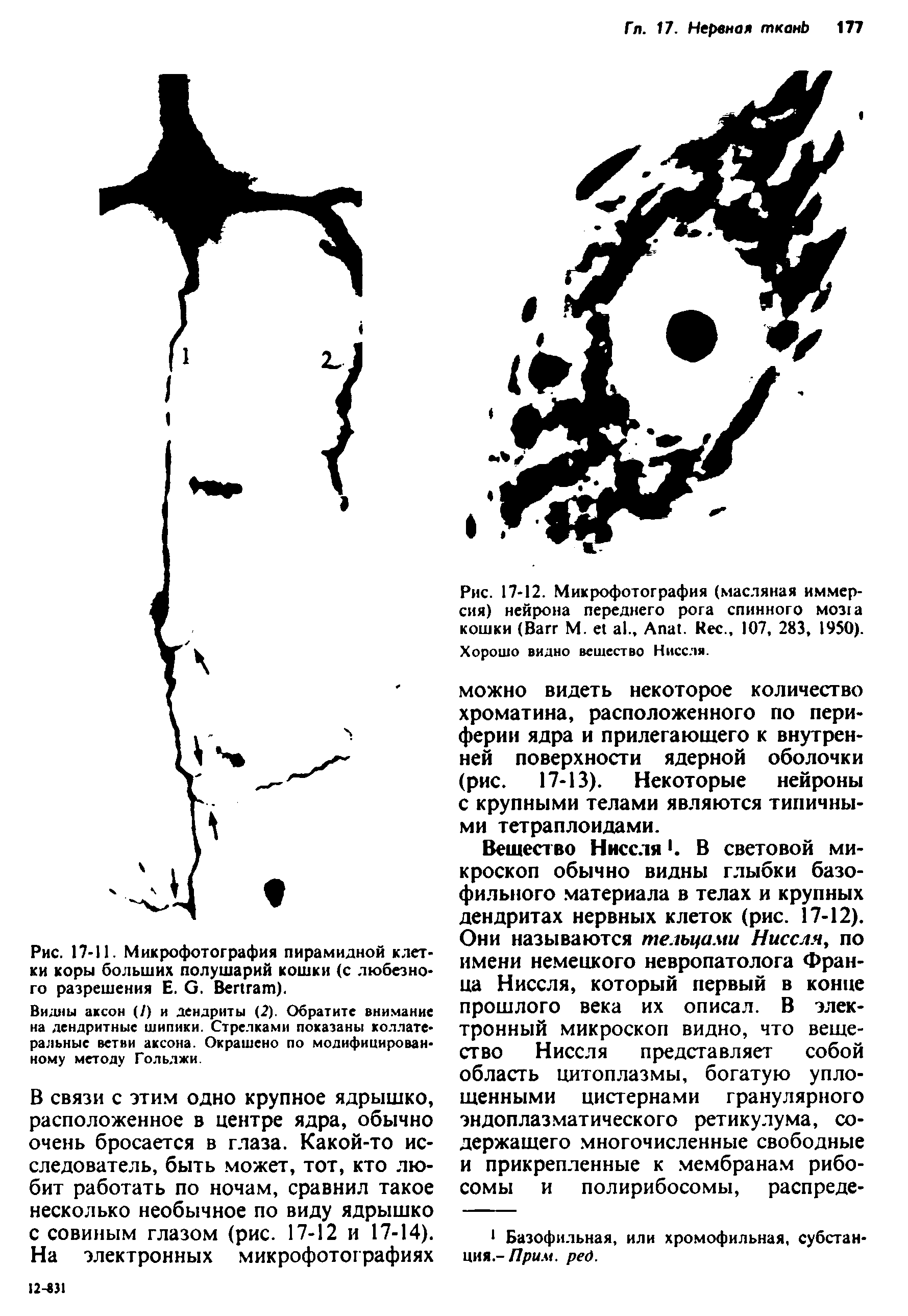 Рис. 17-12. Микрофотография (масляная иммерсия) нейрона переднего рога спинного M03 кошки (B М. ., A . R ., 107, 283, 1950). Хорошо видно вещество Ниссля.