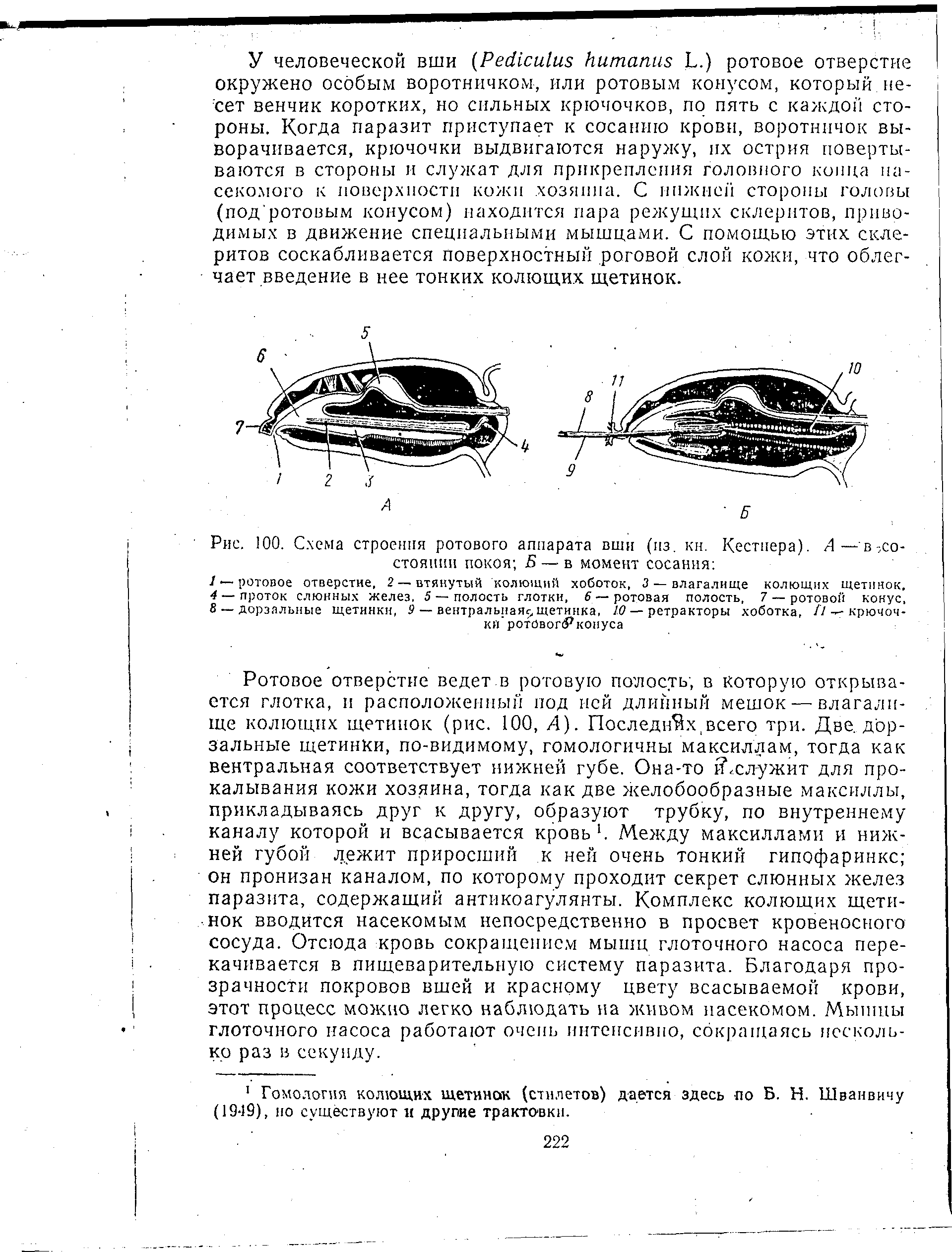 Рис. 100. Схема строения ротового аппарата вши (из. кн. Кестнера). Л — в-,состоянии покоя Б — в момент сосания ...