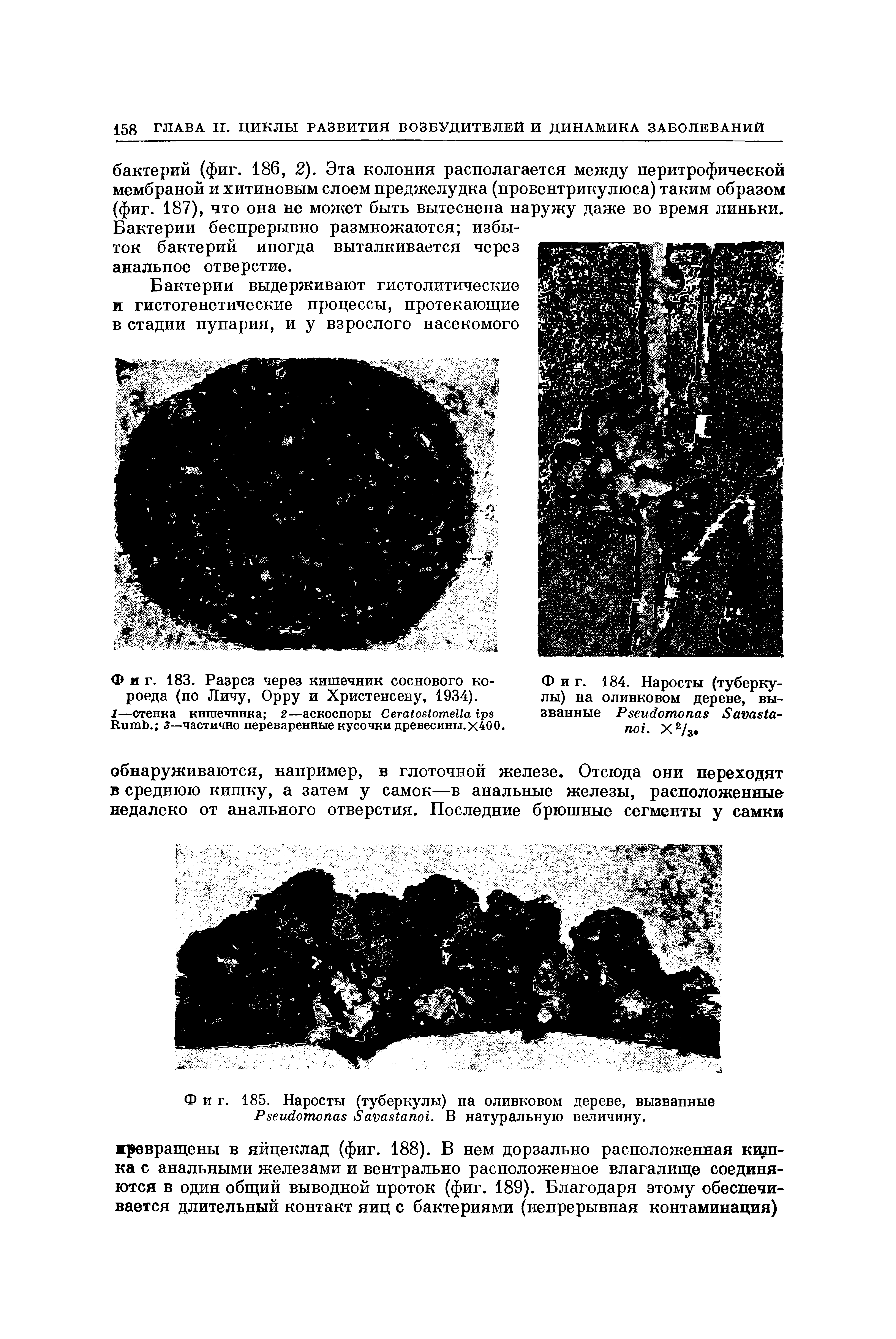 Фиг. 184. Наросты (туберкулы) на оливковом дереве, вызванные P S - . Х2/3.