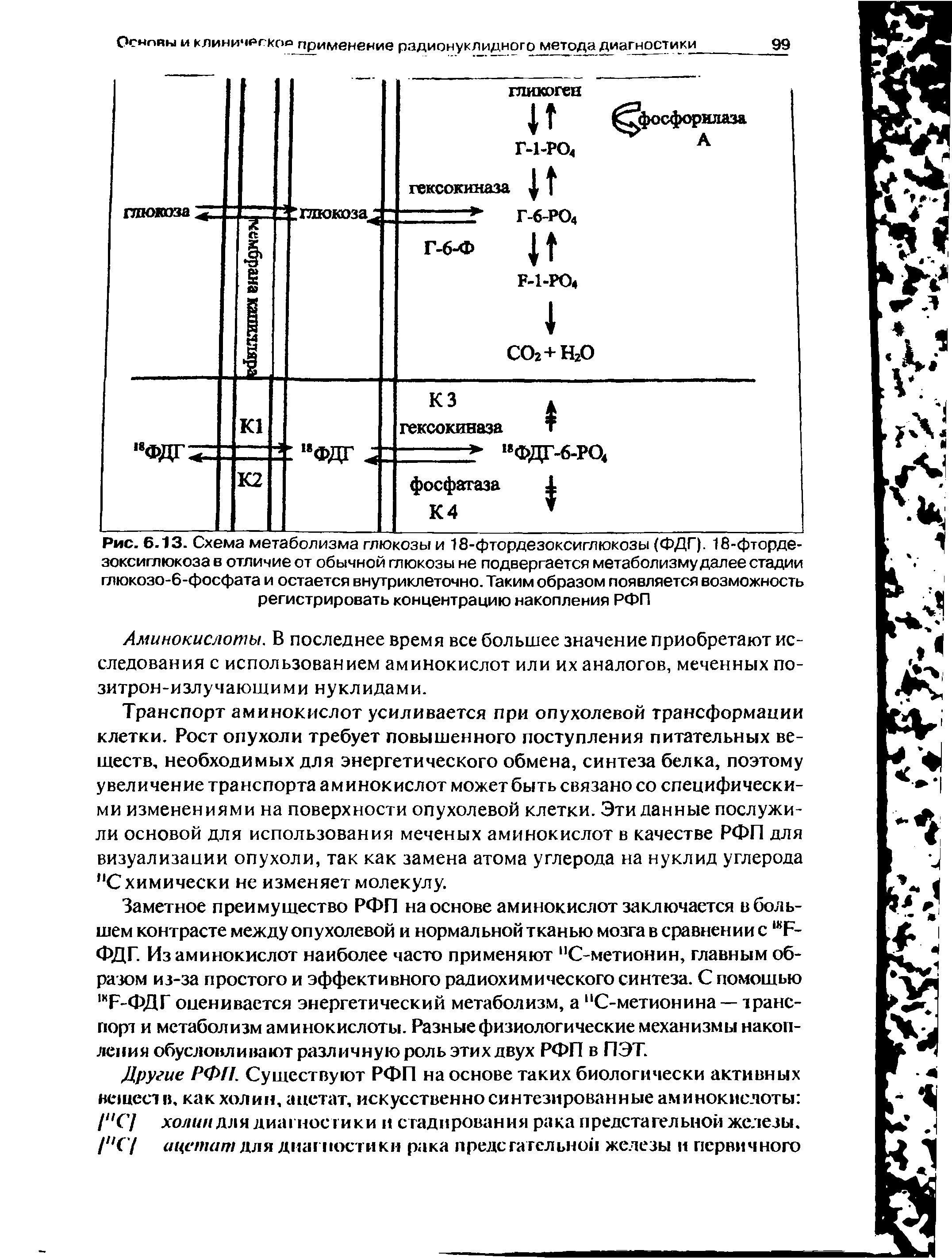 Рис. 6.13. Схема метаболизма глюкозы и 18-фтордезоксиглюкозы (ФДГ). 18-фторде-зоксислюкоза в отличие от обычной глюкозы не подвергается метаболизму далее стадии глюкозо-6-фосфата и остается внутриклеточно. Таким образом появляется возможность регистрировать концентрацию накопления РФП...