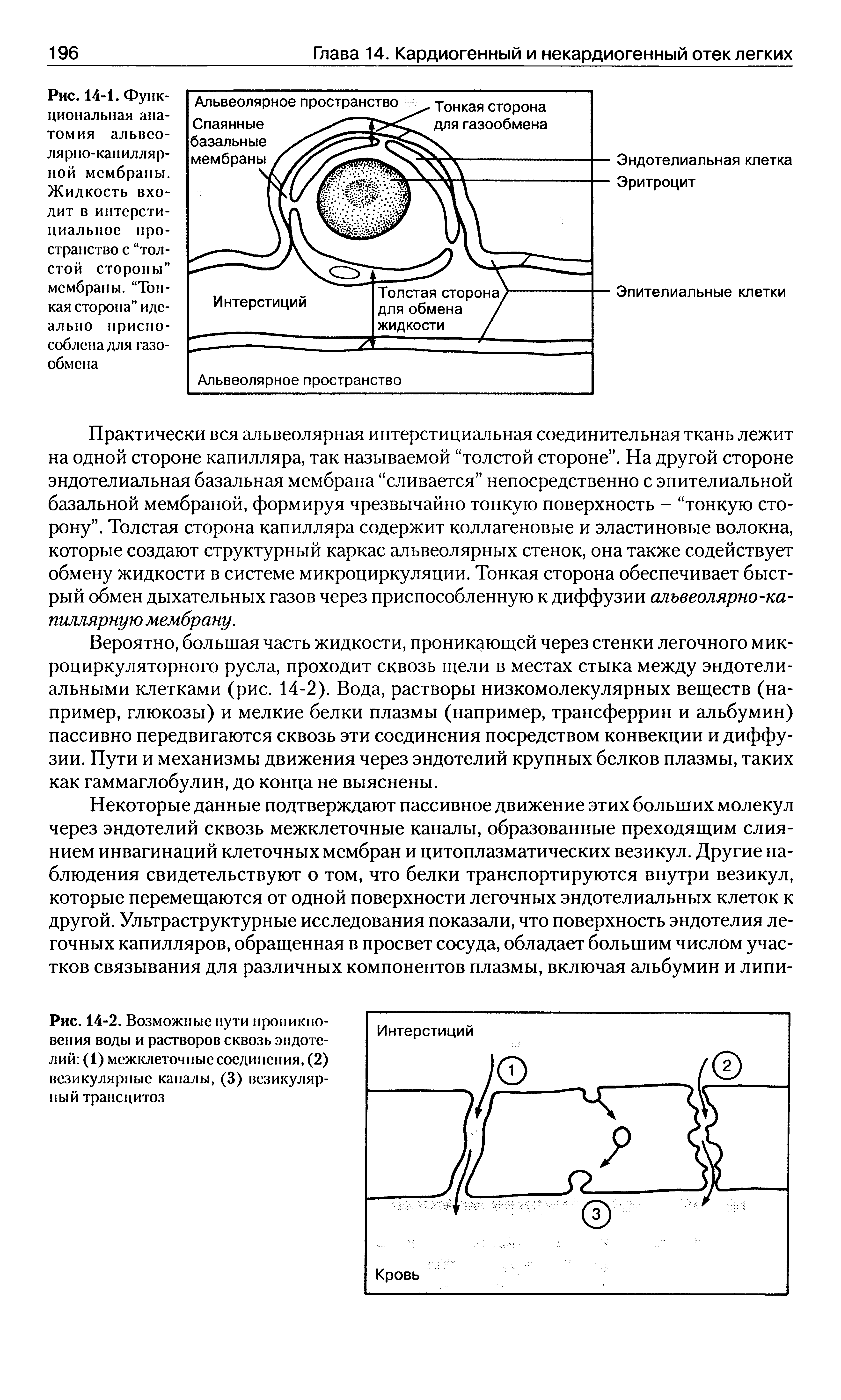 Рис. 14-1. Функциональная анатомия альвеолярно-капиллярной мембраны. Жидкость входит в интерстициальное пространство с толстой стороны мембраны. Тонкая сторона идеально приспособлена для газообмена...