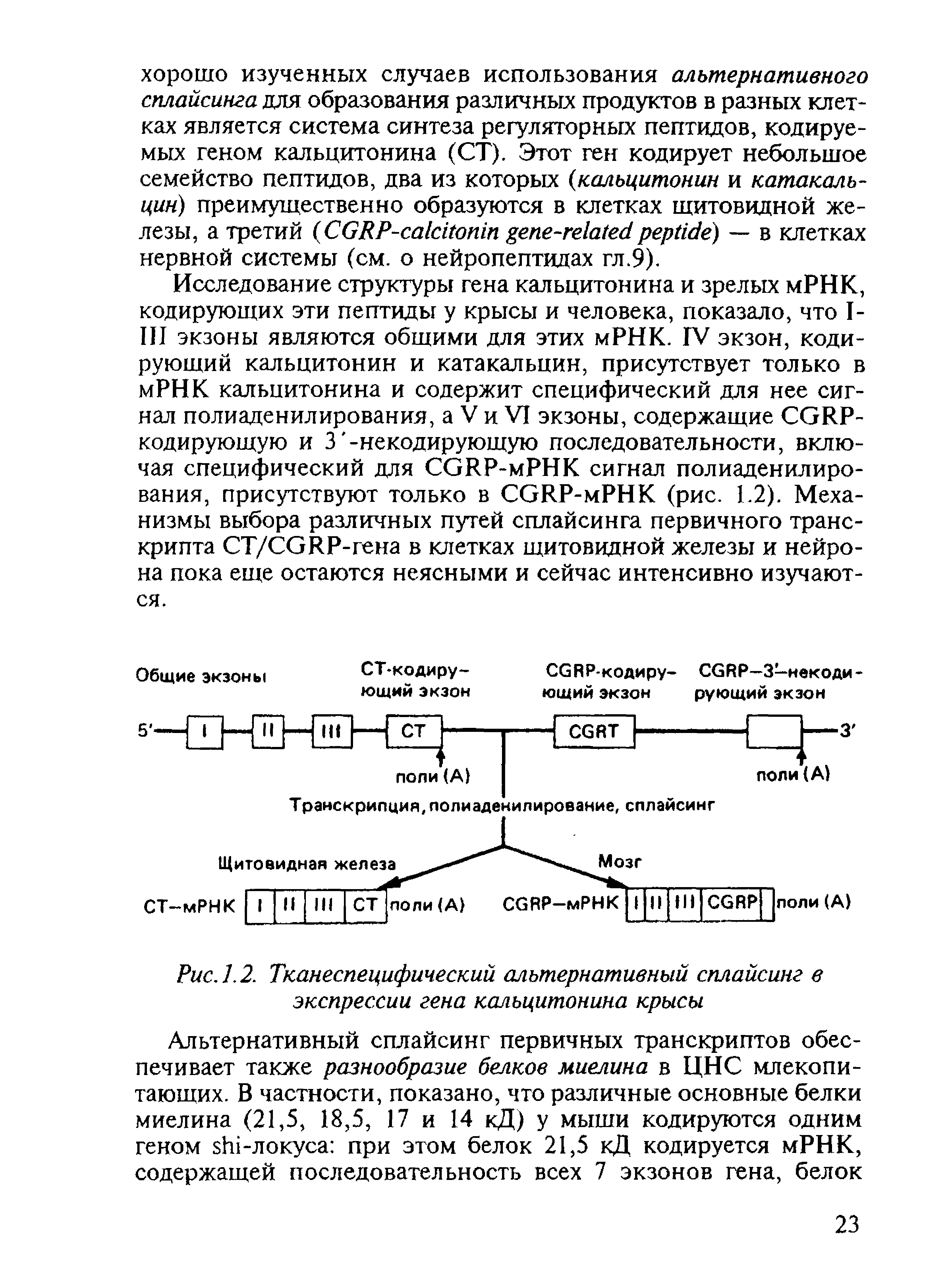 Рис.1.2. Тканеспецифический альтернативный сплайсинг в экспрессии гена кальцитонина крысы...