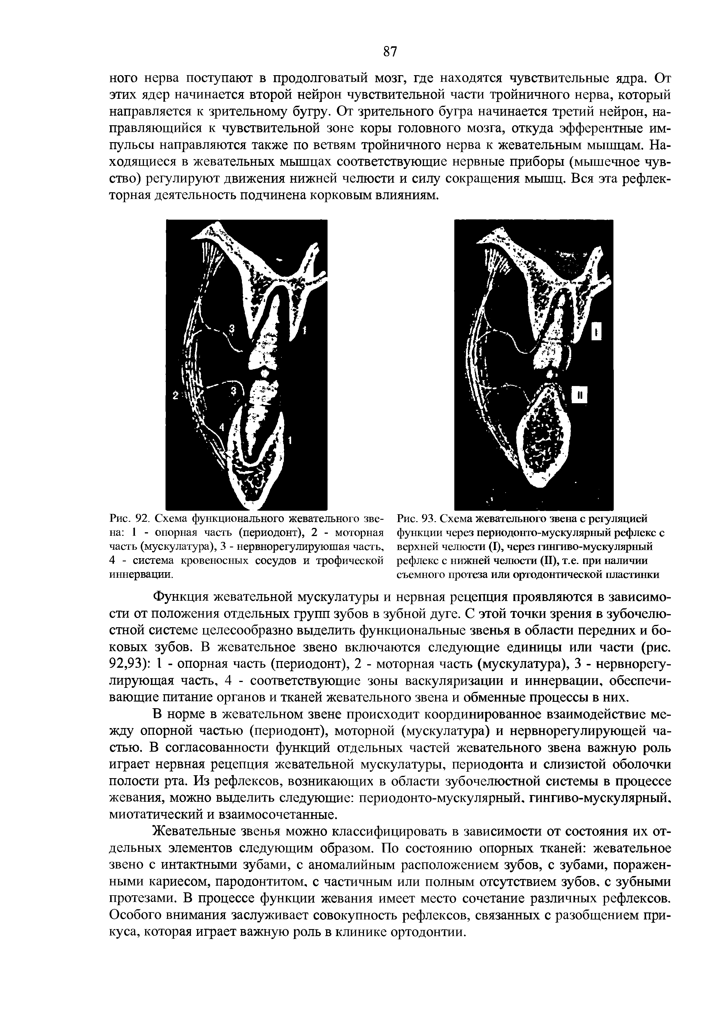 Рис. 92. Схема функционального жевательного звена 1 - опорная часть (периодонт), 2 - моторная часть (мускулатура), 3 - нервнорегулируюшая часть, 4 - система кровеносных сосудов и трофической...