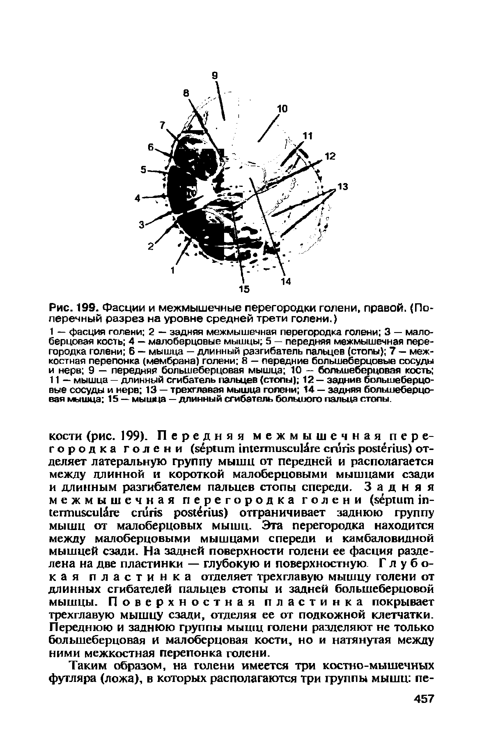 Рис. 199. Фасции и межмышечные перегородки голени, правой. (Поперечный разрез на уровне средней трети голени.)...