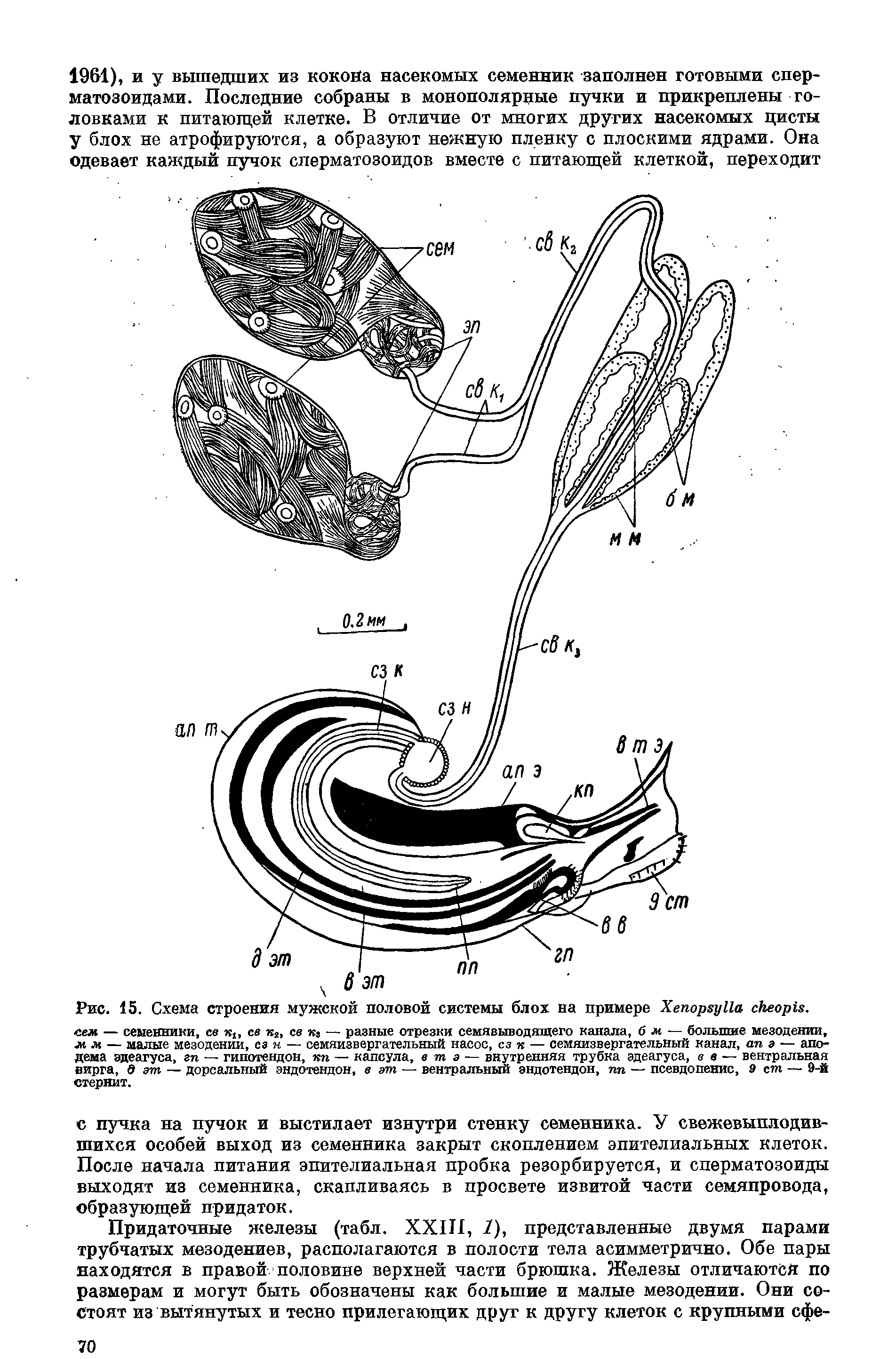 Рис. 15. Схема строения мужской половой системы блох на примере ХепорауИа скеоръй. сем — семенники, се к, се к2> се к3 — разные отрезки семявыводящего канала, 6 м — большие мезодении, мм — малые мезодении, сз н — семяизвергательный насос, сз я — семяизвергательный канал, ап з — аподема эдеагуса, гп — гипотендон, яп — капсула, в т з — внутренняя трубка эдеагуса, ее — вентральная вирга, д зт — дорсальный эндотендон, в зт — вентральный эндотендон, пи — псевдопенис, 9 ст — 9-й стеряит.