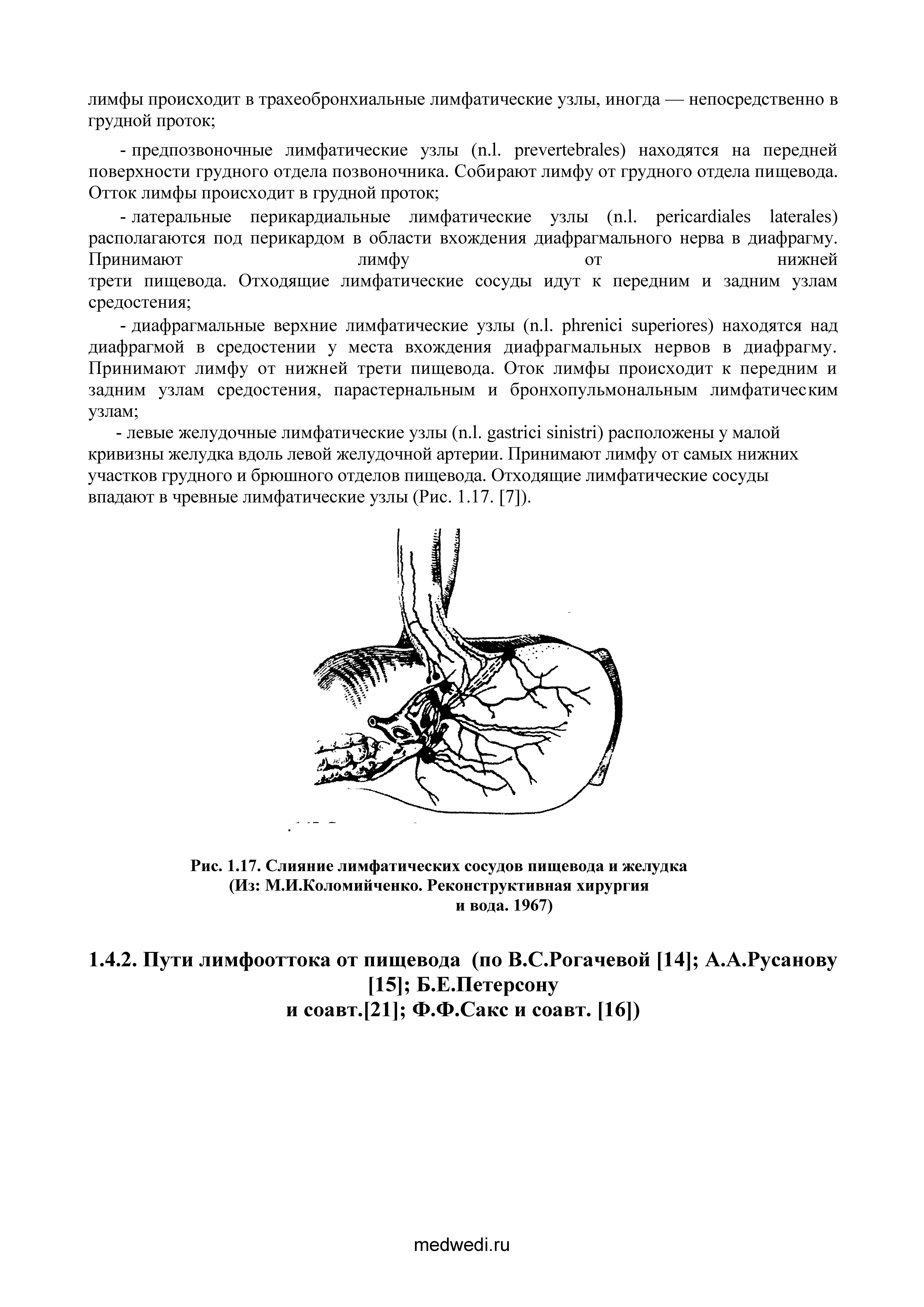 Рис. 1.17. Слияние лимфатических сосудов пищевода и желудка (Из М.И.Коломийченко. Реконструктивная хирургия...