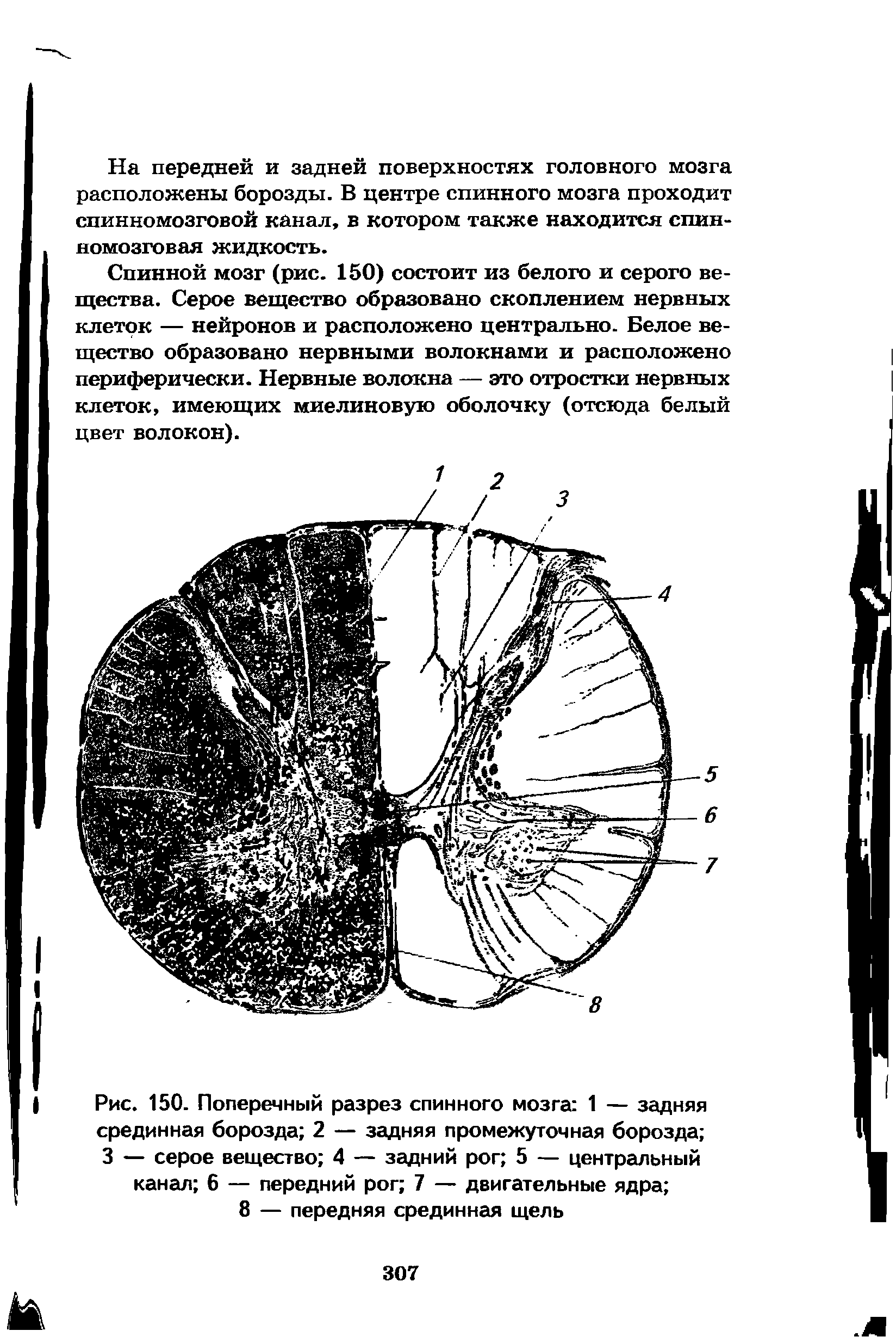 Рис. 150. Поперечный разрез спинного мозга 1 — задняя срединная борозда 2 — задняя промежуточная борозда 3 — серое вещество 4 — задний рог 5 — центральный канал 6 — передний рог 7 — двигательные ядра ...