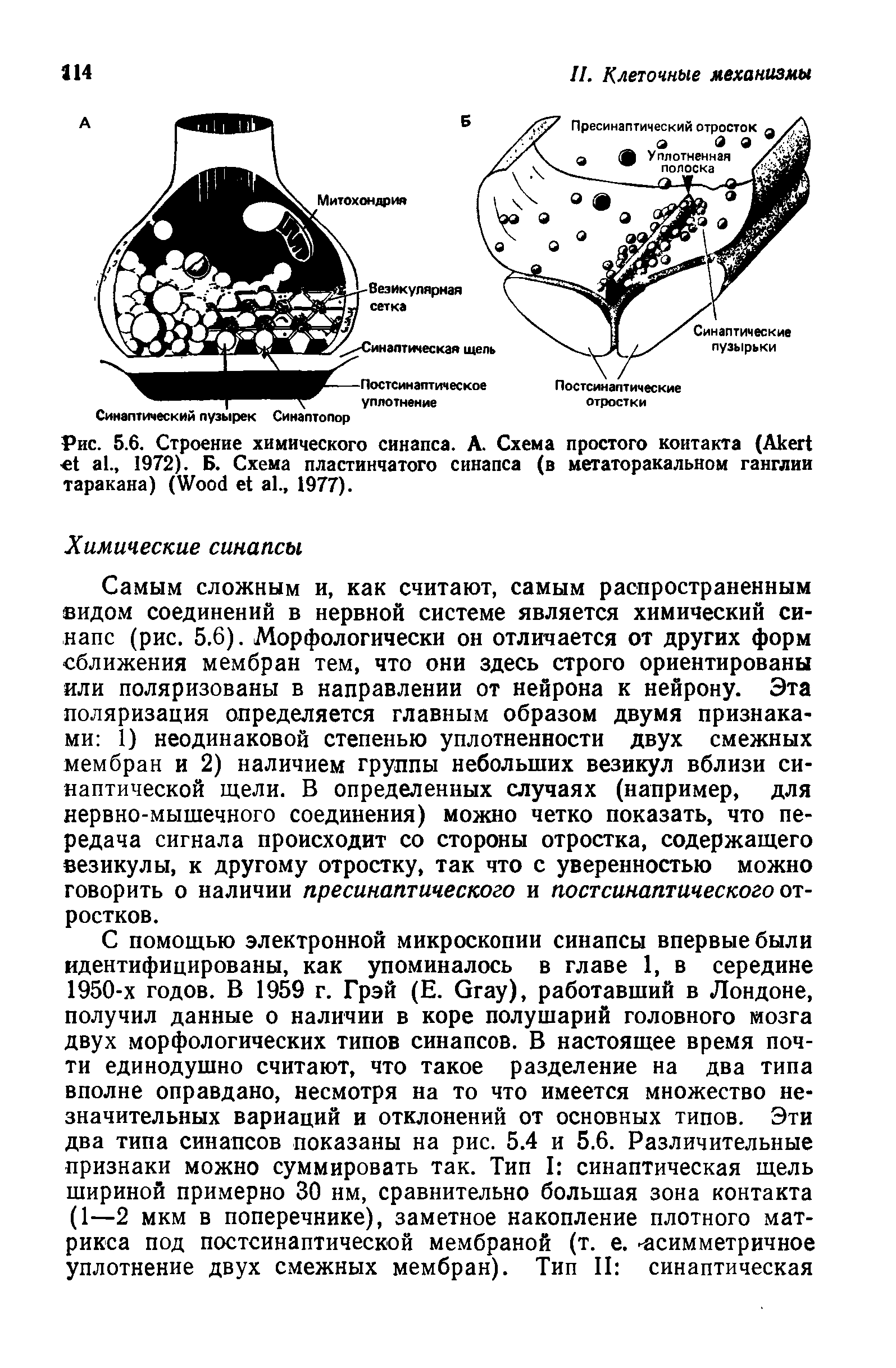 Рис. 5.6. Строение химического синапса. А. Схема простого контакта (A ., 1972). Б. Схема пластинчатого синапса (в метаторакальном ганглии таракана) (W ., 1977).