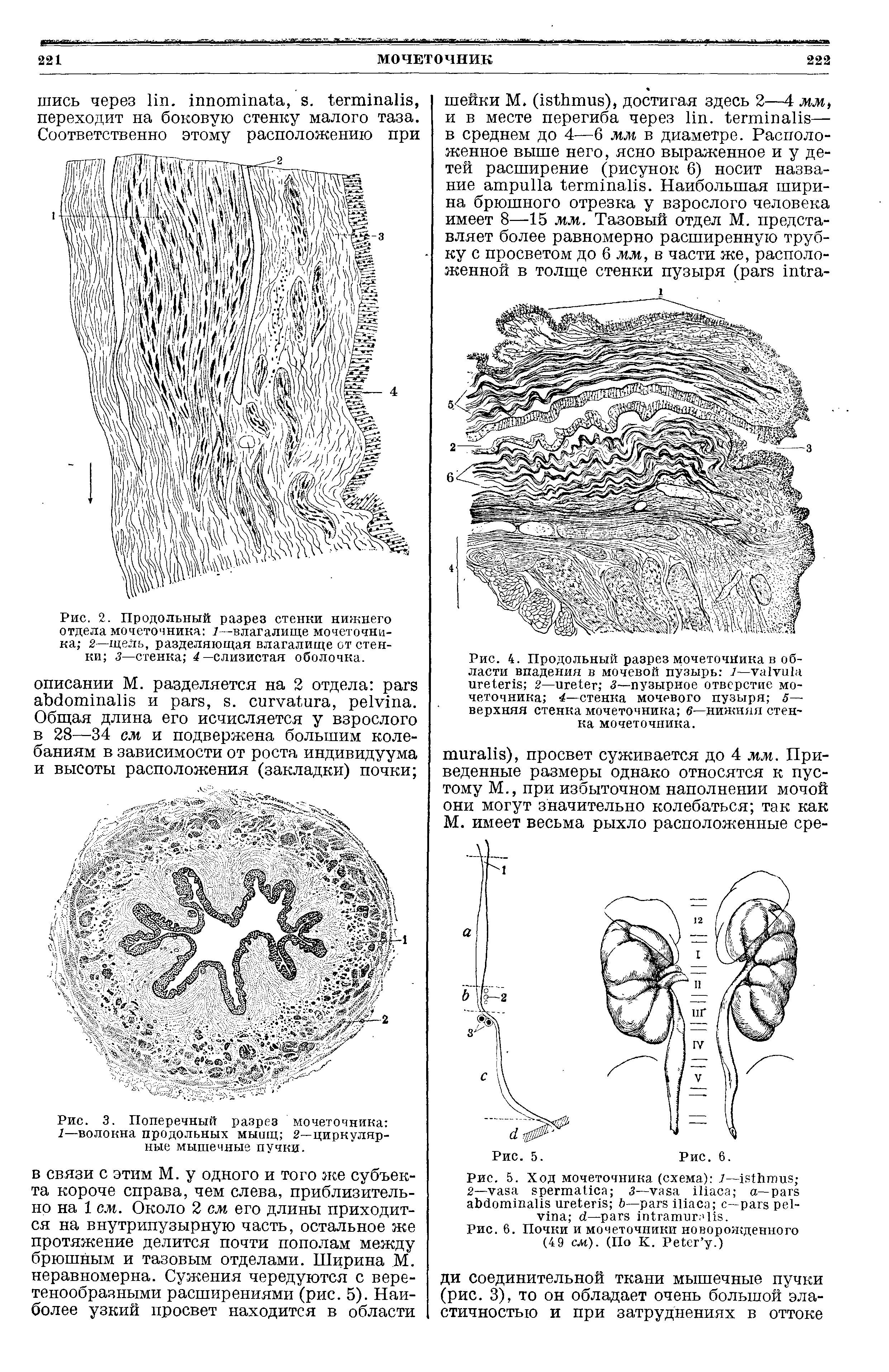 Рис. 5. Ход мочеточника (схема) 7— 2-— 3— — — — — . .