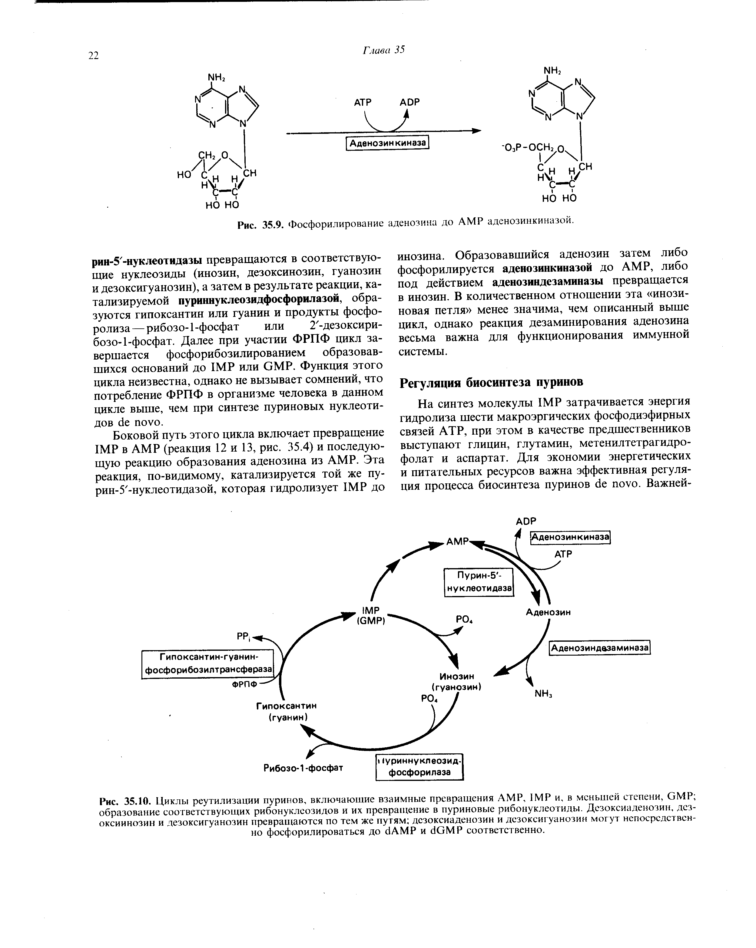 Рис. 35.10. Циклы реутилизации пуринов, включающие взаимные превращения AMP, IMP и, в меньшей степени, GMP образование соответствующих рибонуклеозидов и их превращение в пуриновые рибонуклеотиды. Дезоксиаденозин, дезоксиинозин и дезоксигуанозин превращаются по тем же путям дезоксиаденозин и дезоксигуанозин могут непосредственно фосфорилироваться до AMP и GMP соответственно.