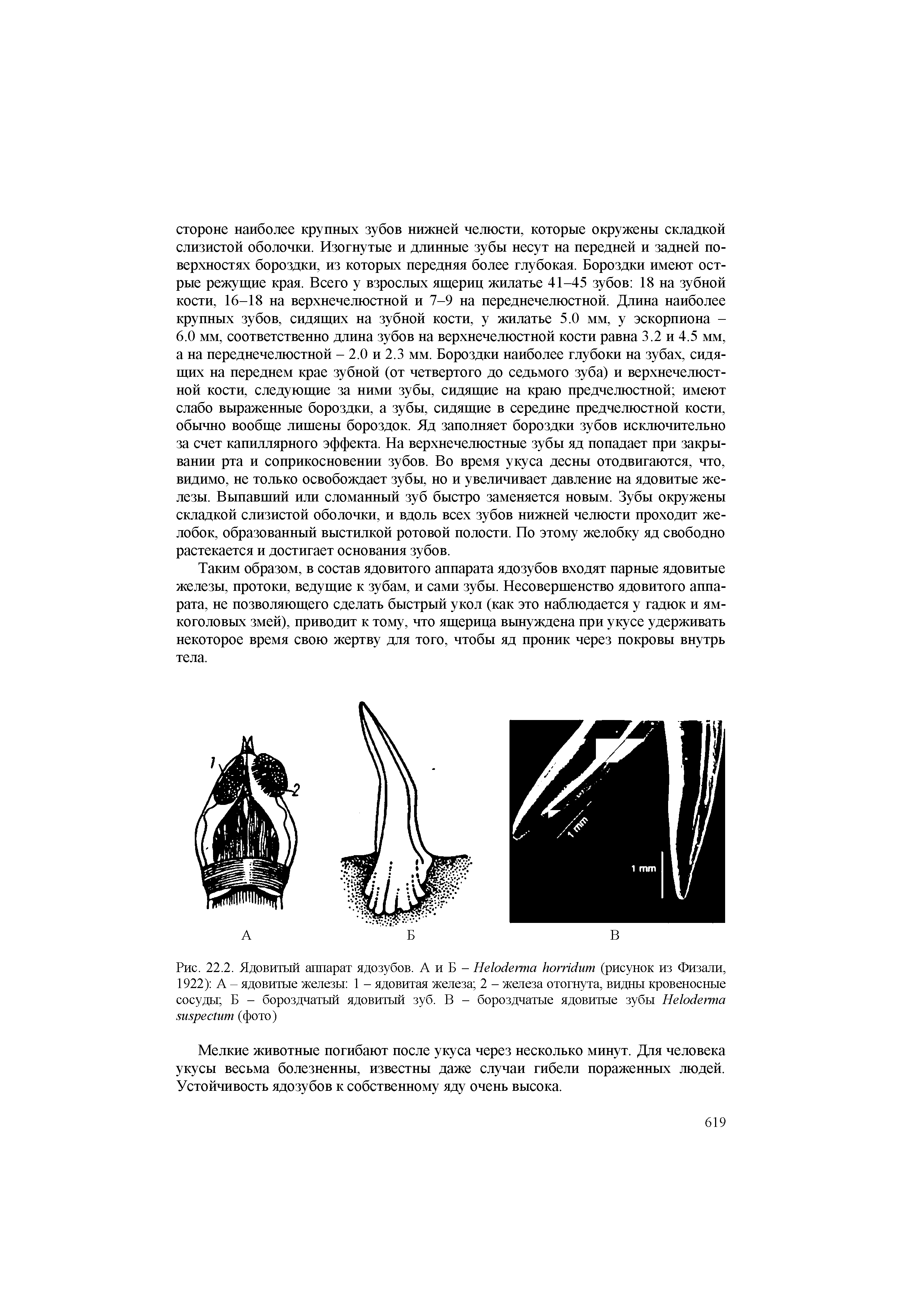 Рис. 22.2. Ядовитый аппарат ядозубов. А и Б - НеЫегта 1юггк1ит (рисунок из Физали, 1922) А - ядовитые железы 1 - ядовитая железа 2 - железа отогнута, видны кровеносные сосуды Б - бороздчатый ядовитый зуб. В - бороздчатые ядовитые зубы НеЫегта яияреаит (фото)...