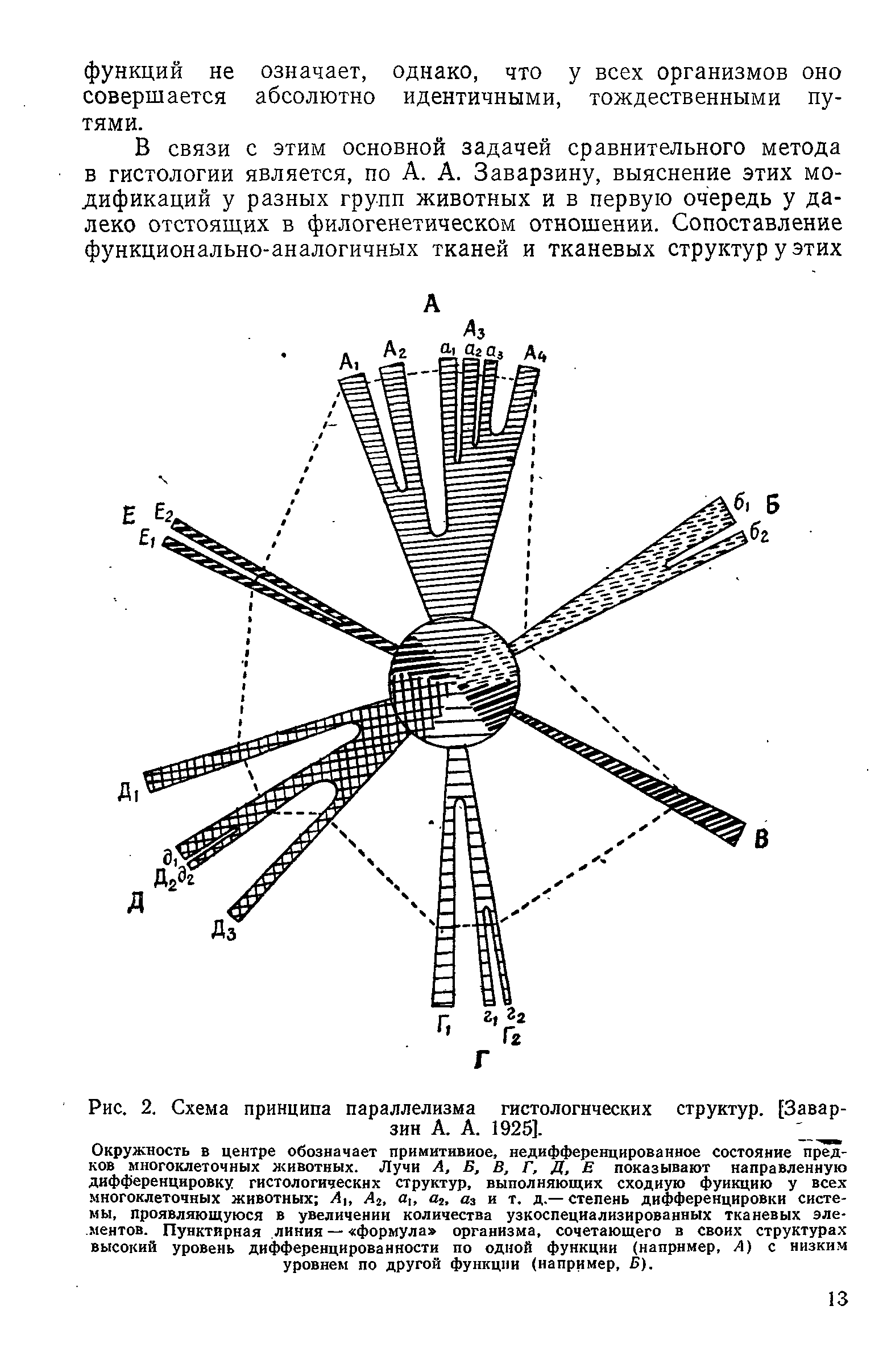 Рис. 2. Схема принципа параллелизма гистологических структур. [Заварзин А. А. 1925]. ...